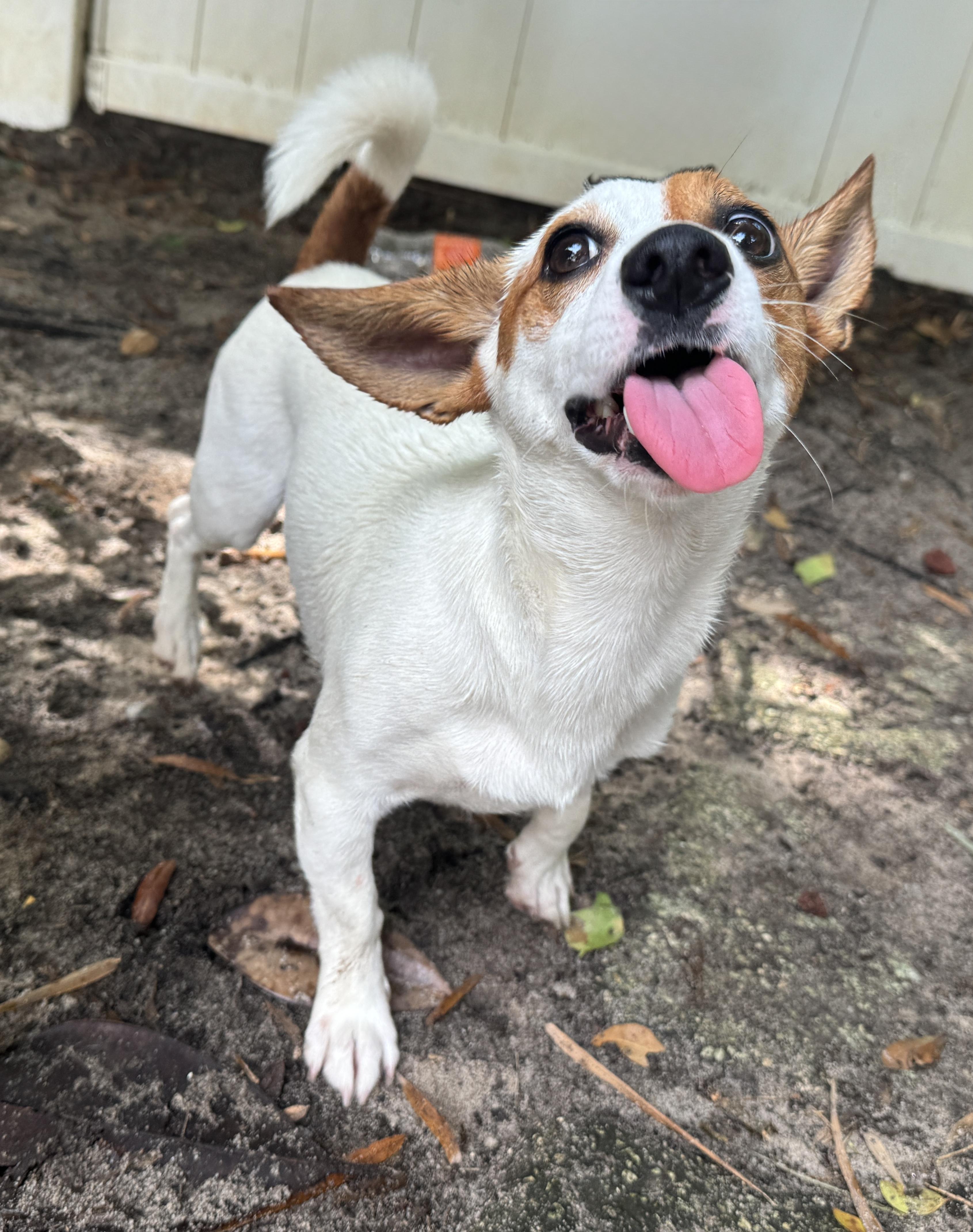 Enlarge Ricky , an adopted mixed breed in Navarre, FL image 5/6