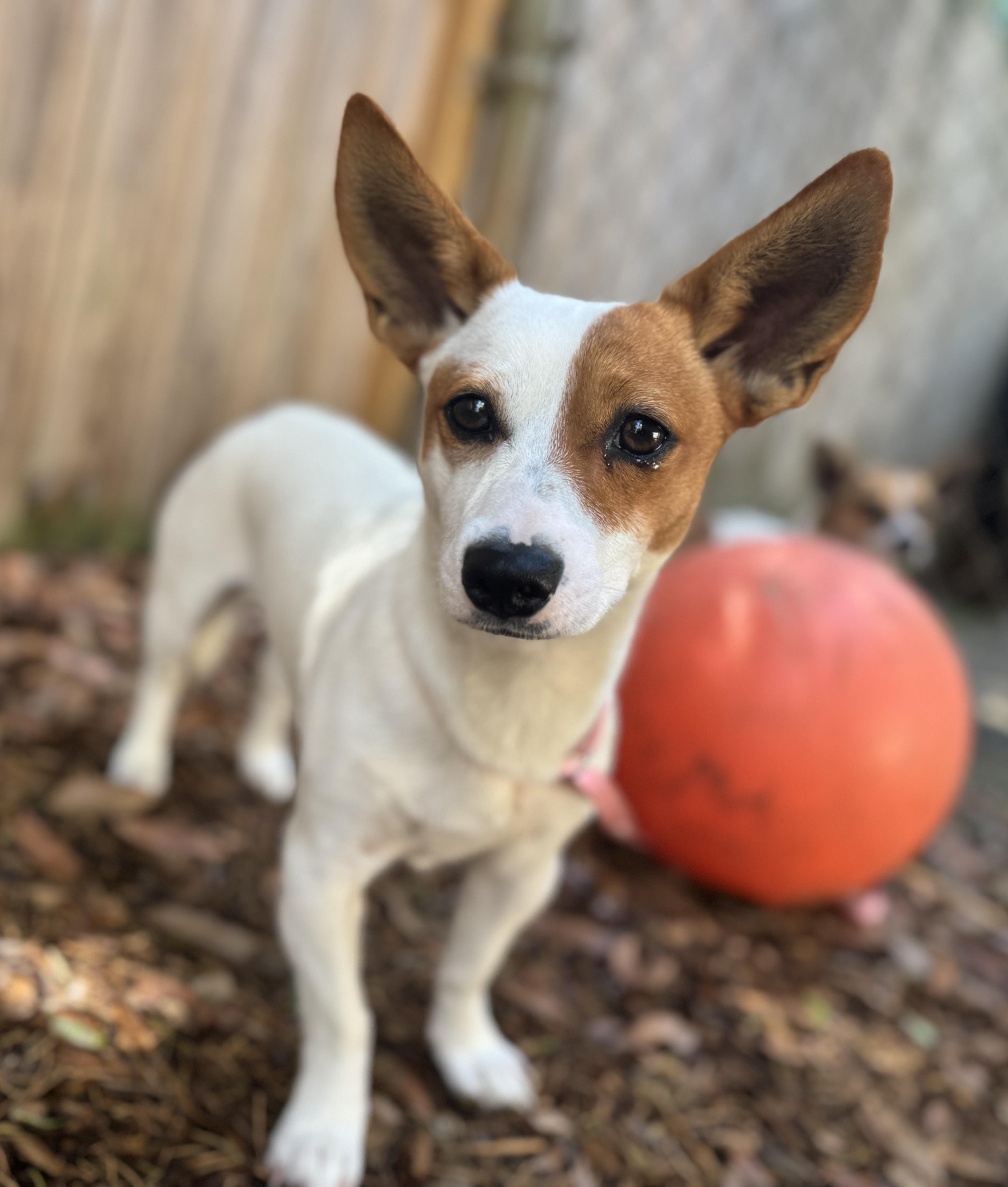 Enlarge Ricky , an adopted mixed breed in Navarre, FL image 2/6