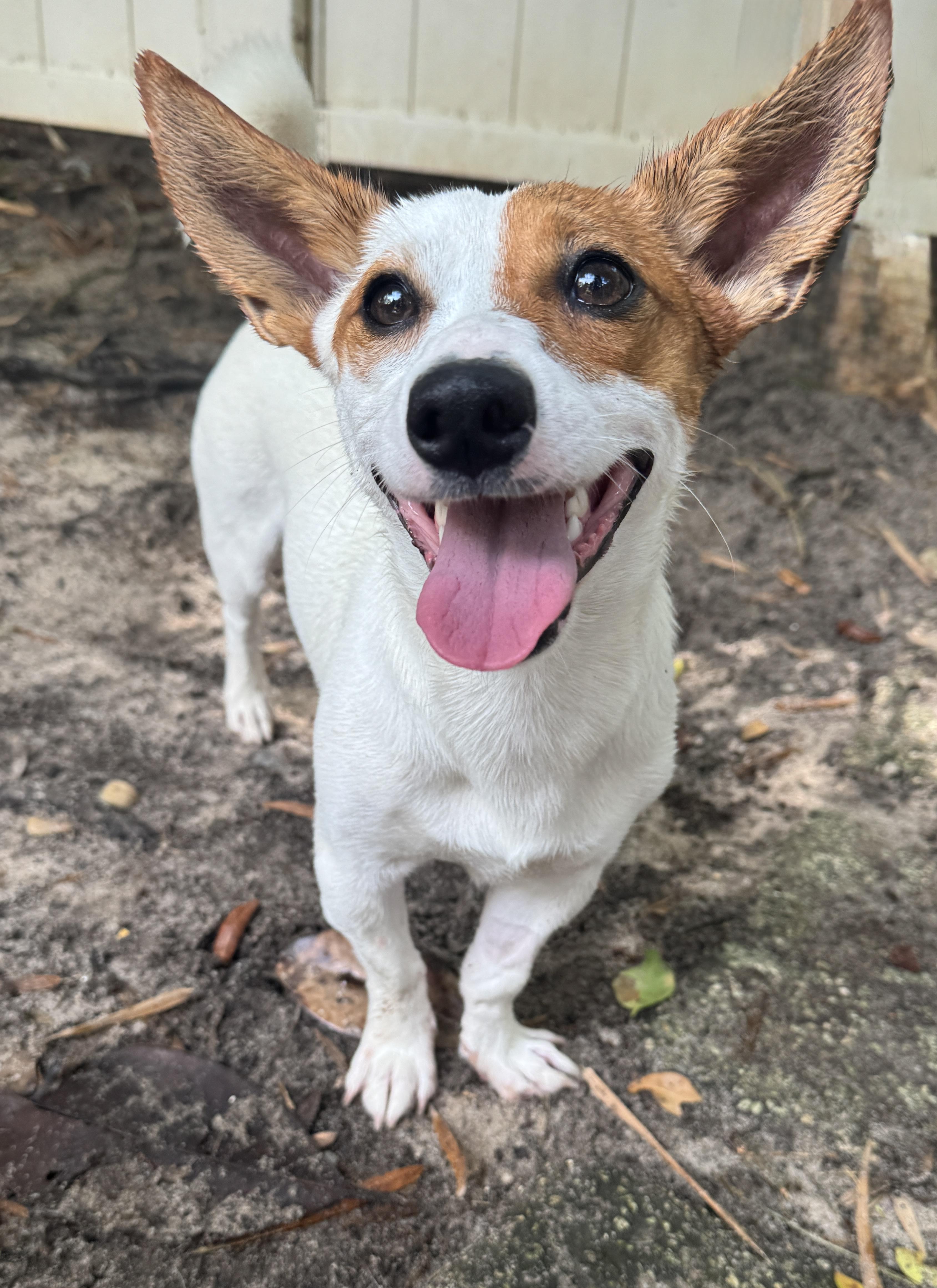 Ricky , adopted, Young Male Corgi & Jack Russell Terrier.