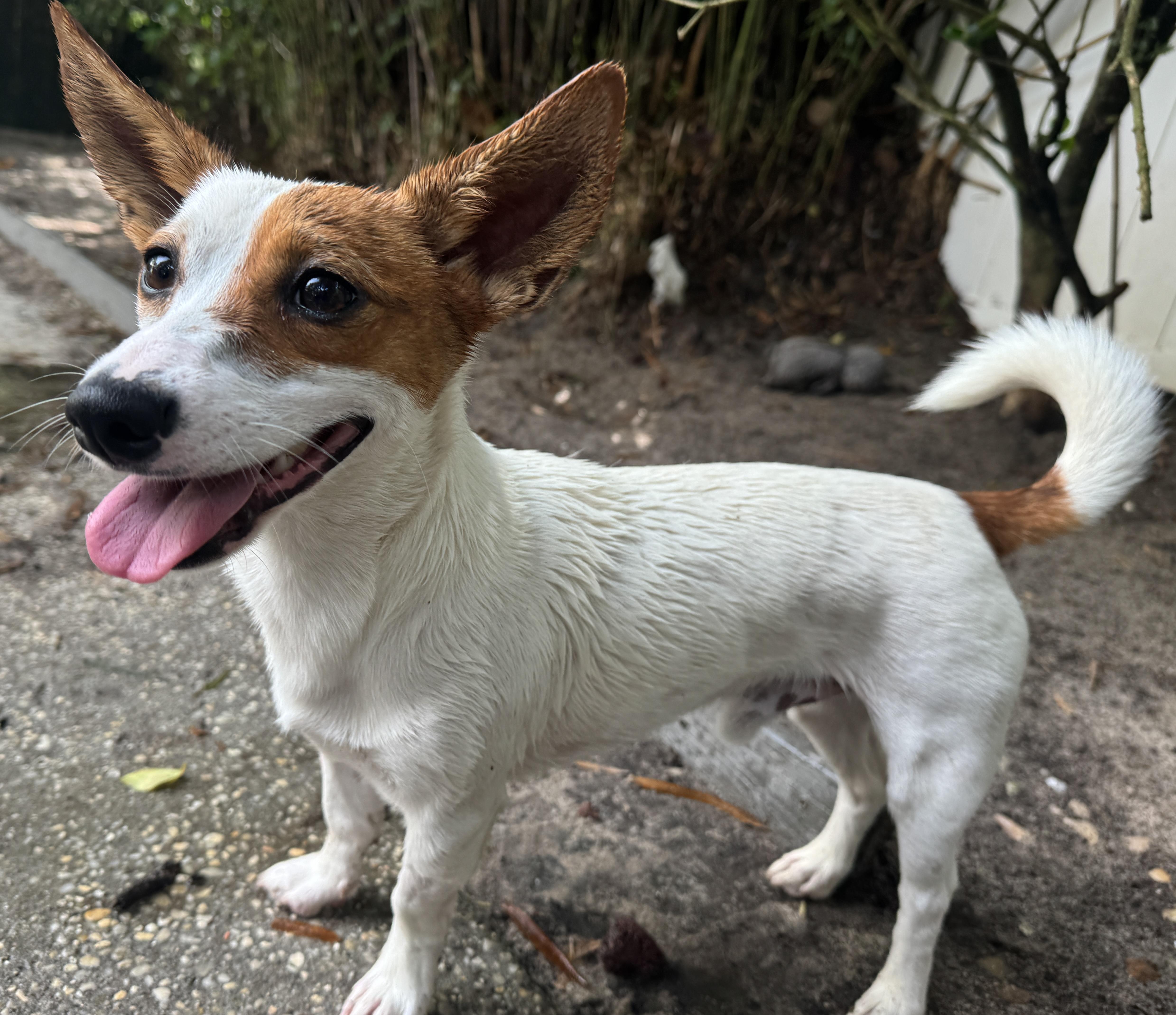 Enlarge Ricky , an adopted mixed breed in Navarre, FL image 6/6