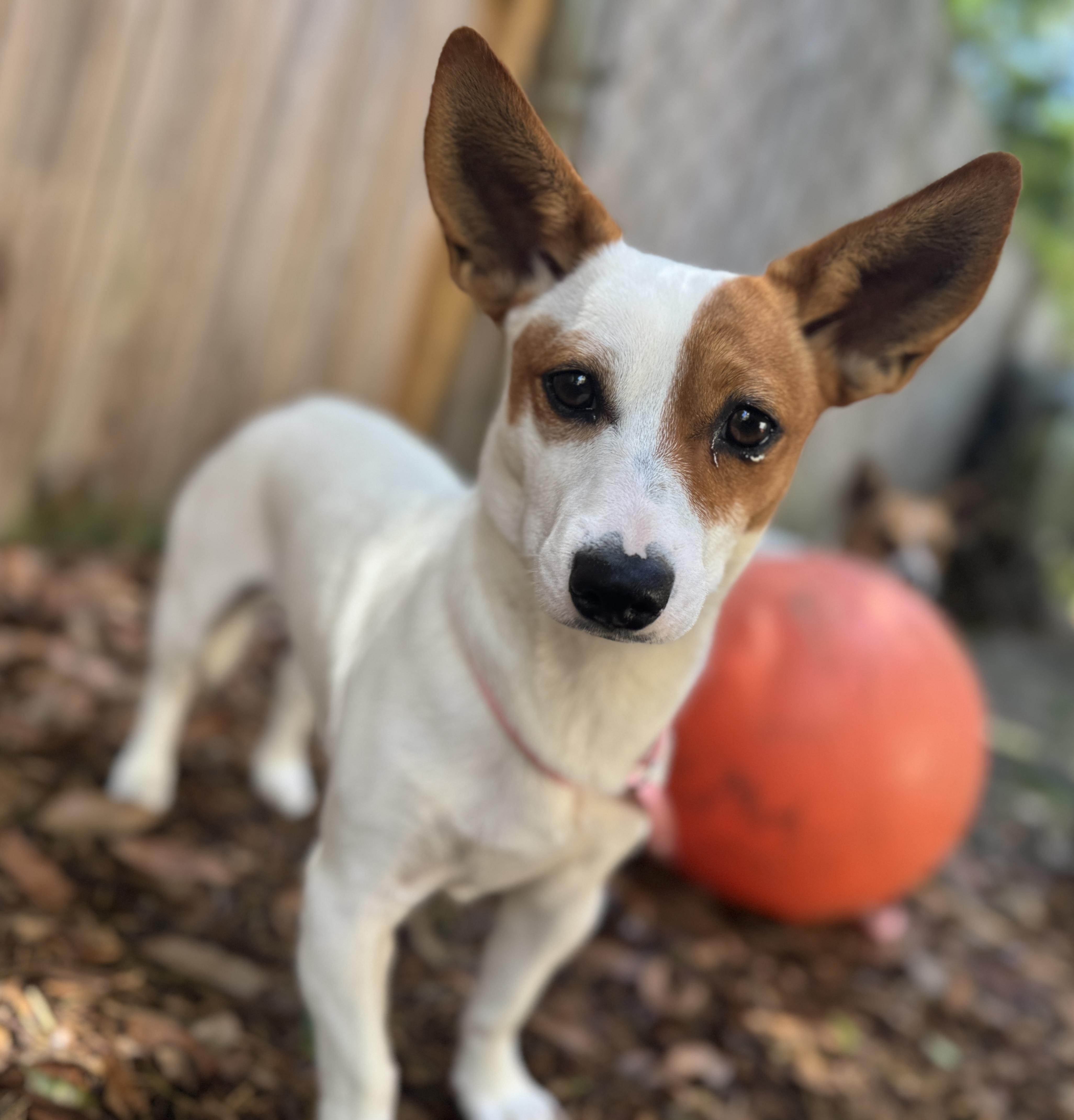 Enlarge Ricky , an adopted mixed breed in Navarre, FL image 4/6