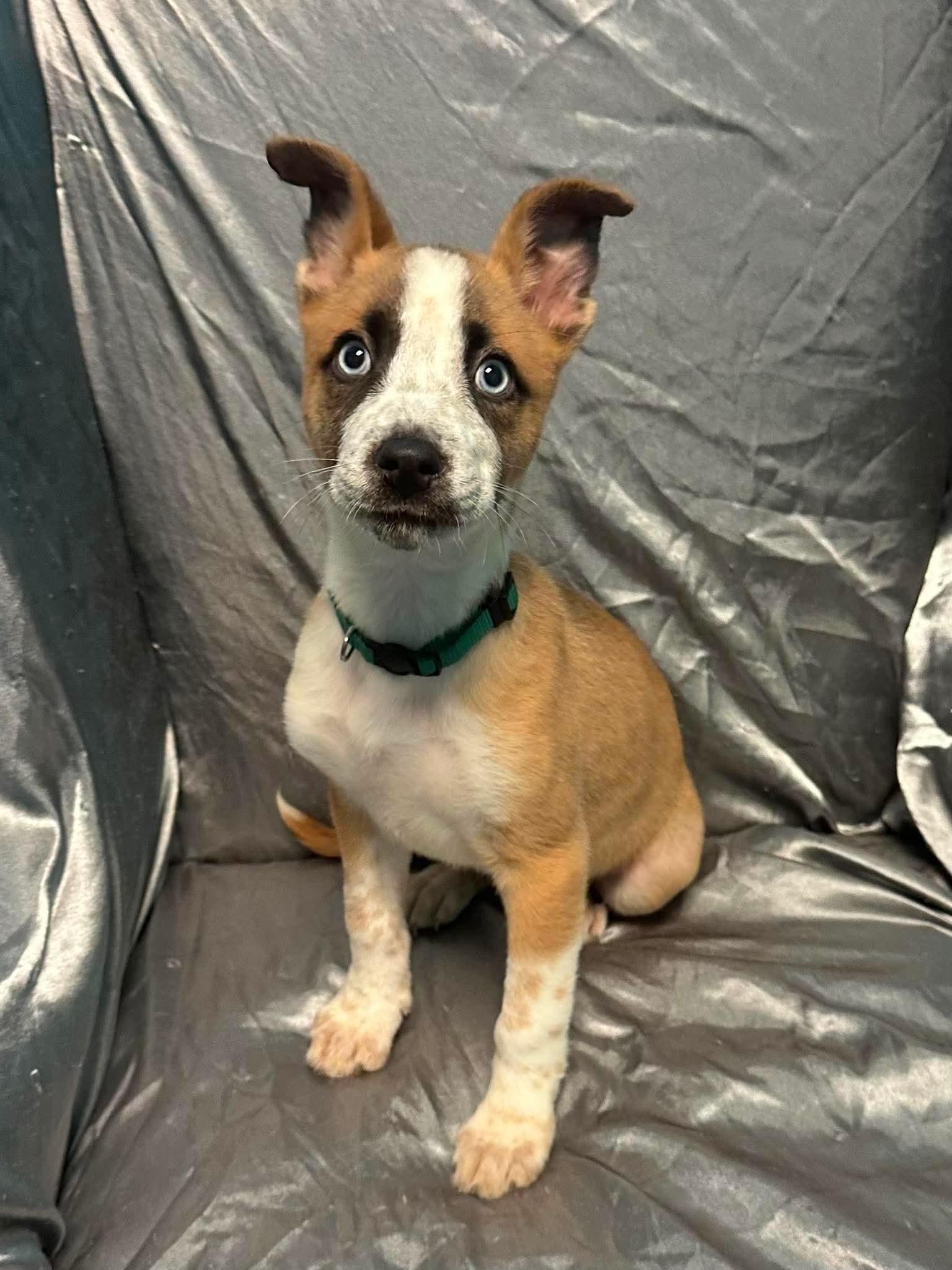 Enlarge Chester, a ADOPTABLE mixed breed in Walker, LA image 2/4