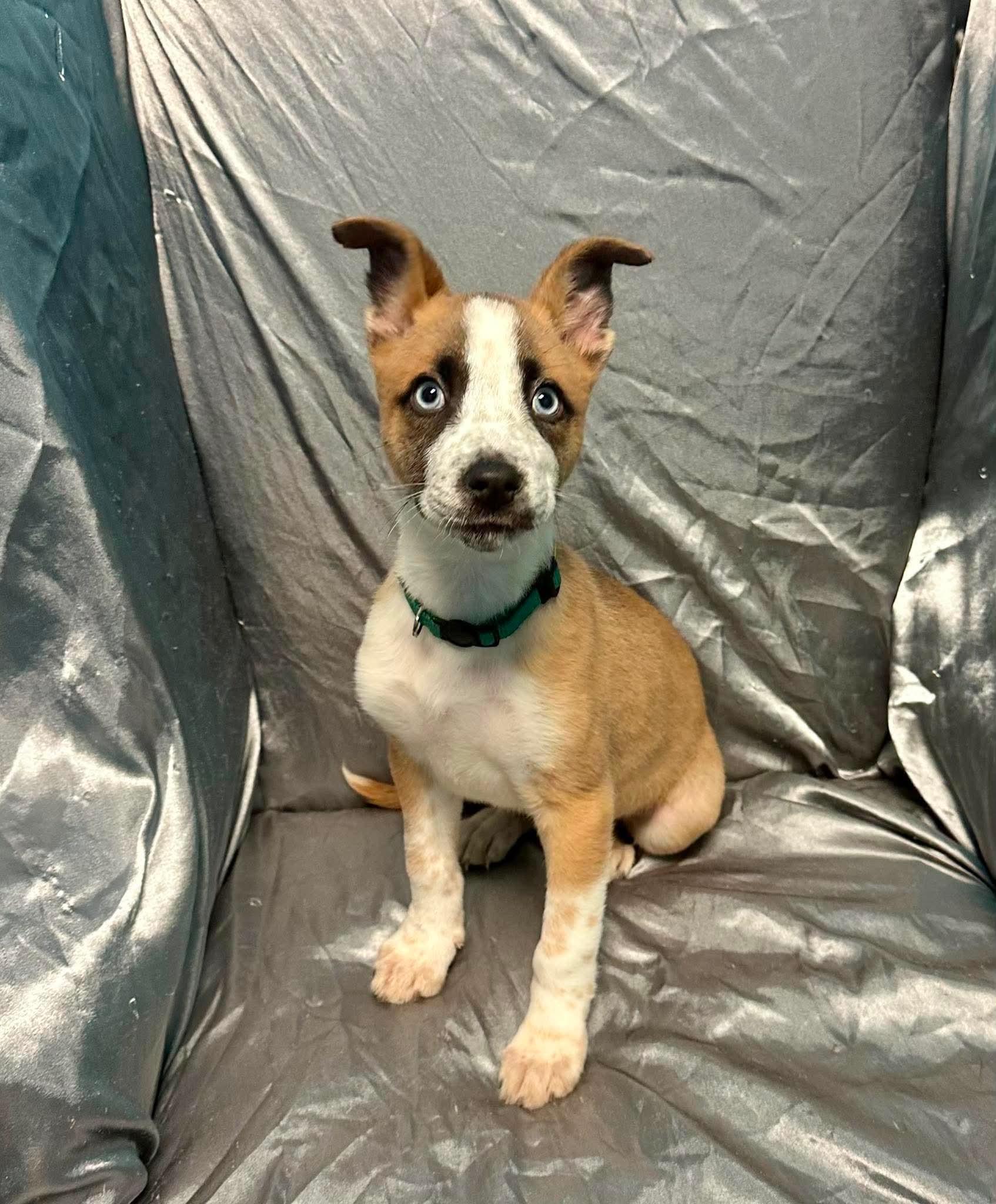 Enlarge Chester, a ADOPTABLE mixed breed in Walker, LA image 3/4
