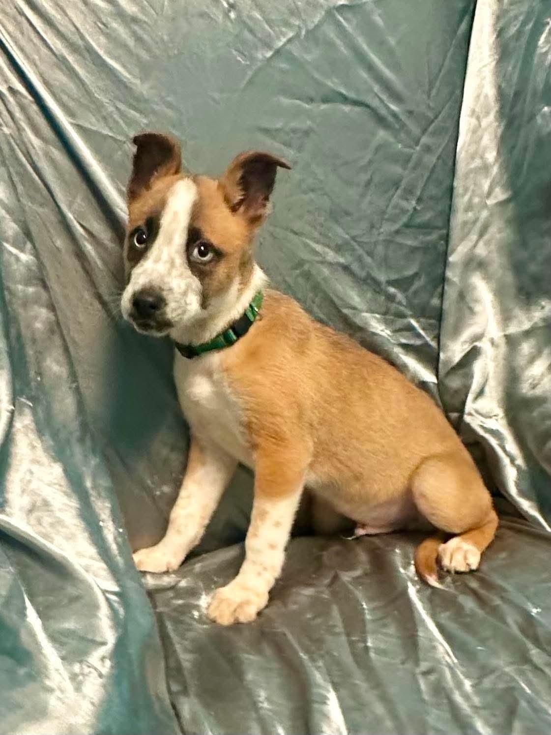 Enlarge Chester, a ADOPTABLE mixed breed in Walker, LA image 1/4