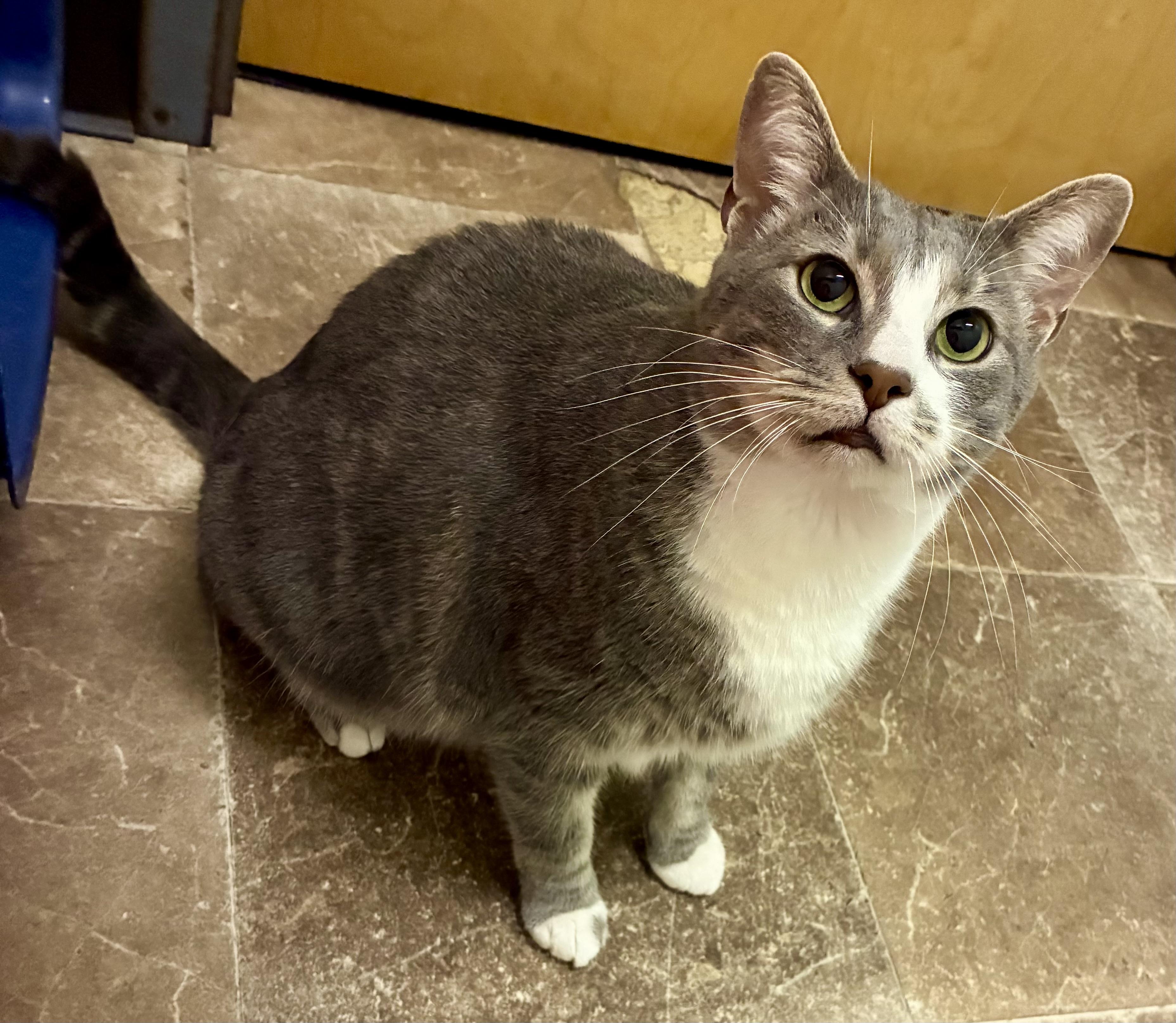 CHARLIE, a ADOPTABLE Domestic Short Hair in Louisa, KY image 4/4