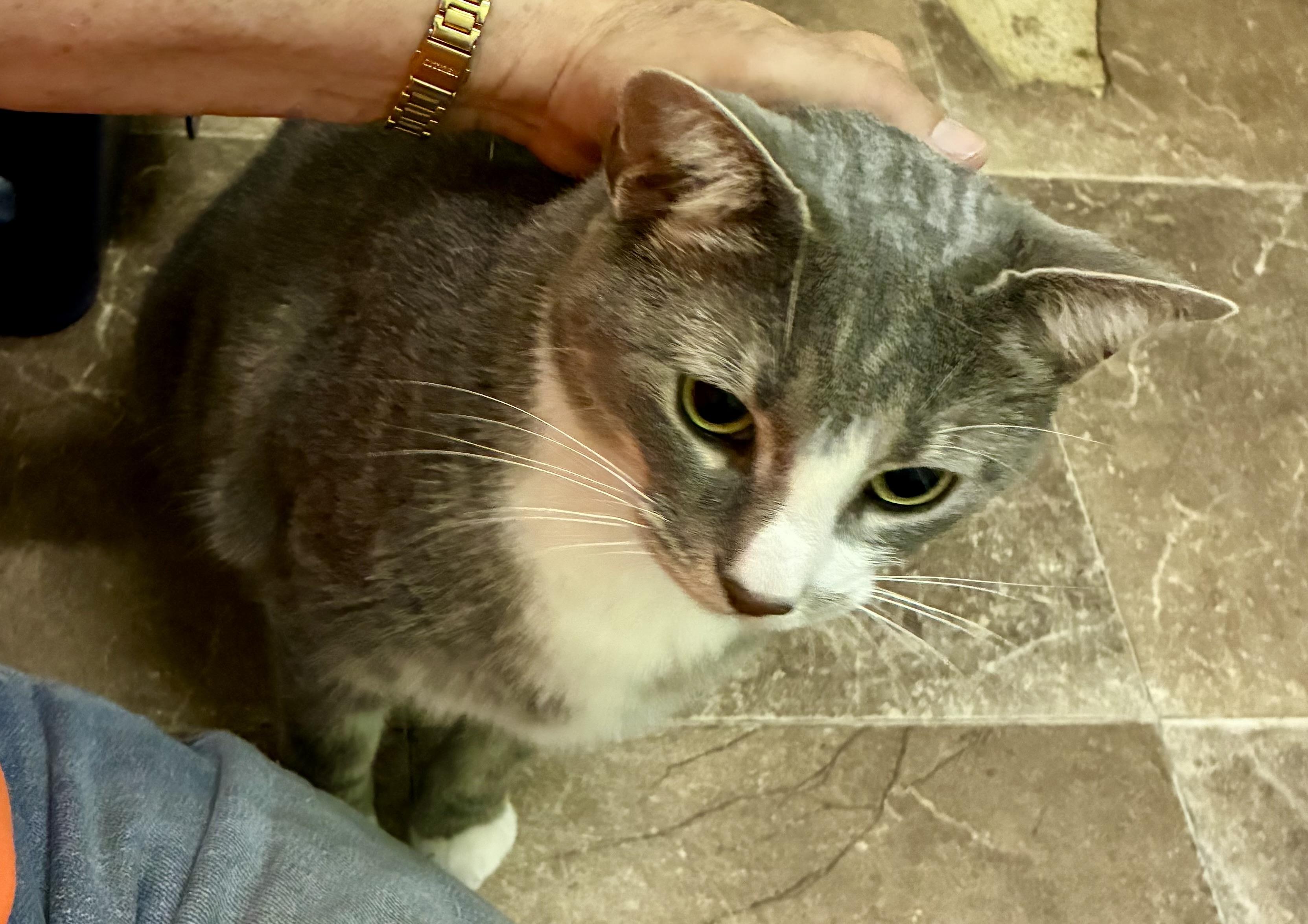 CHARLIE, a ADOPTABLE Domestic Short Hair in Louisa, KY image 3/4