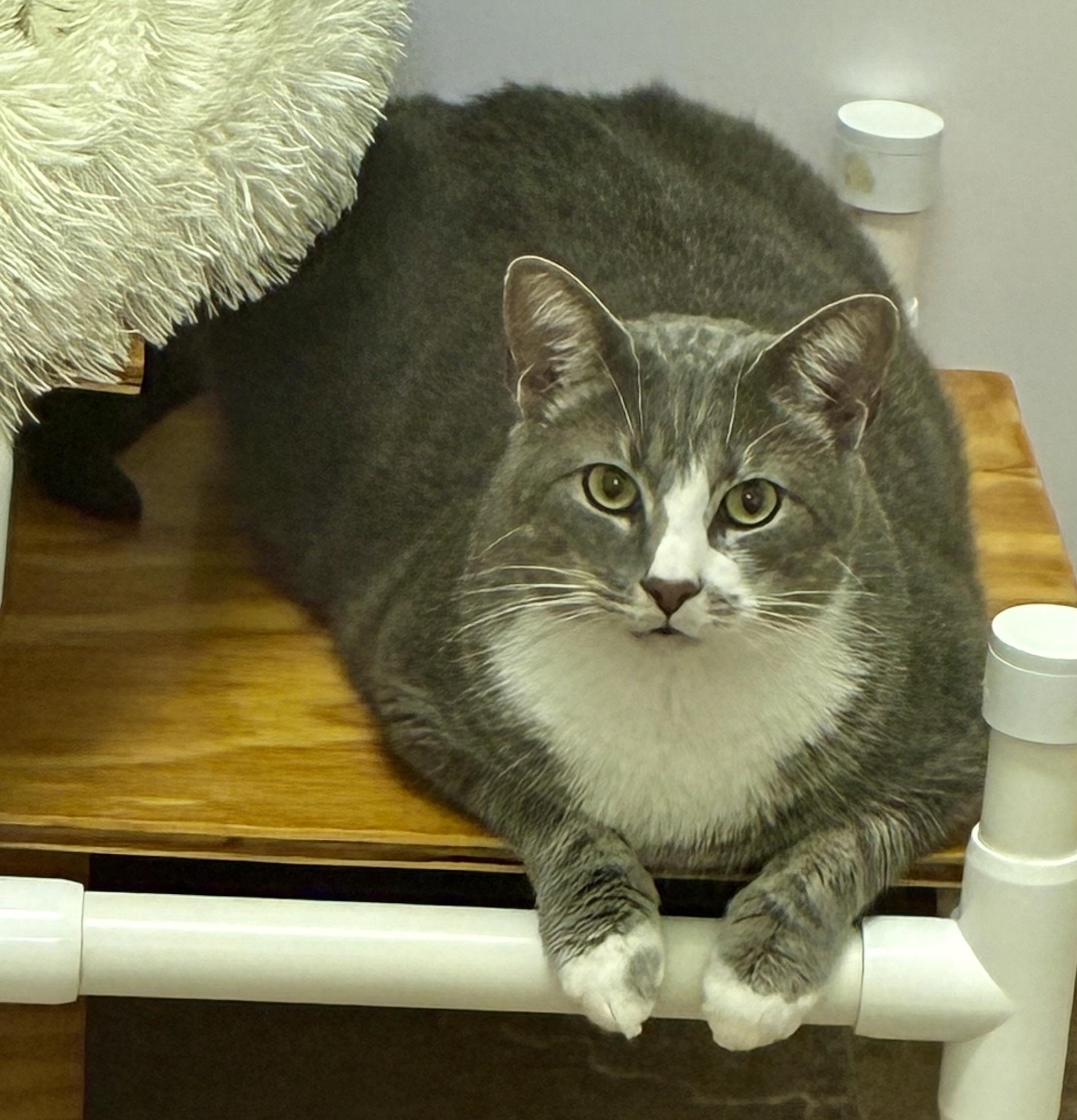 CHARLIE, a ADOPTABLE Domestic Short Hair in Louisa, KY image 2/4
