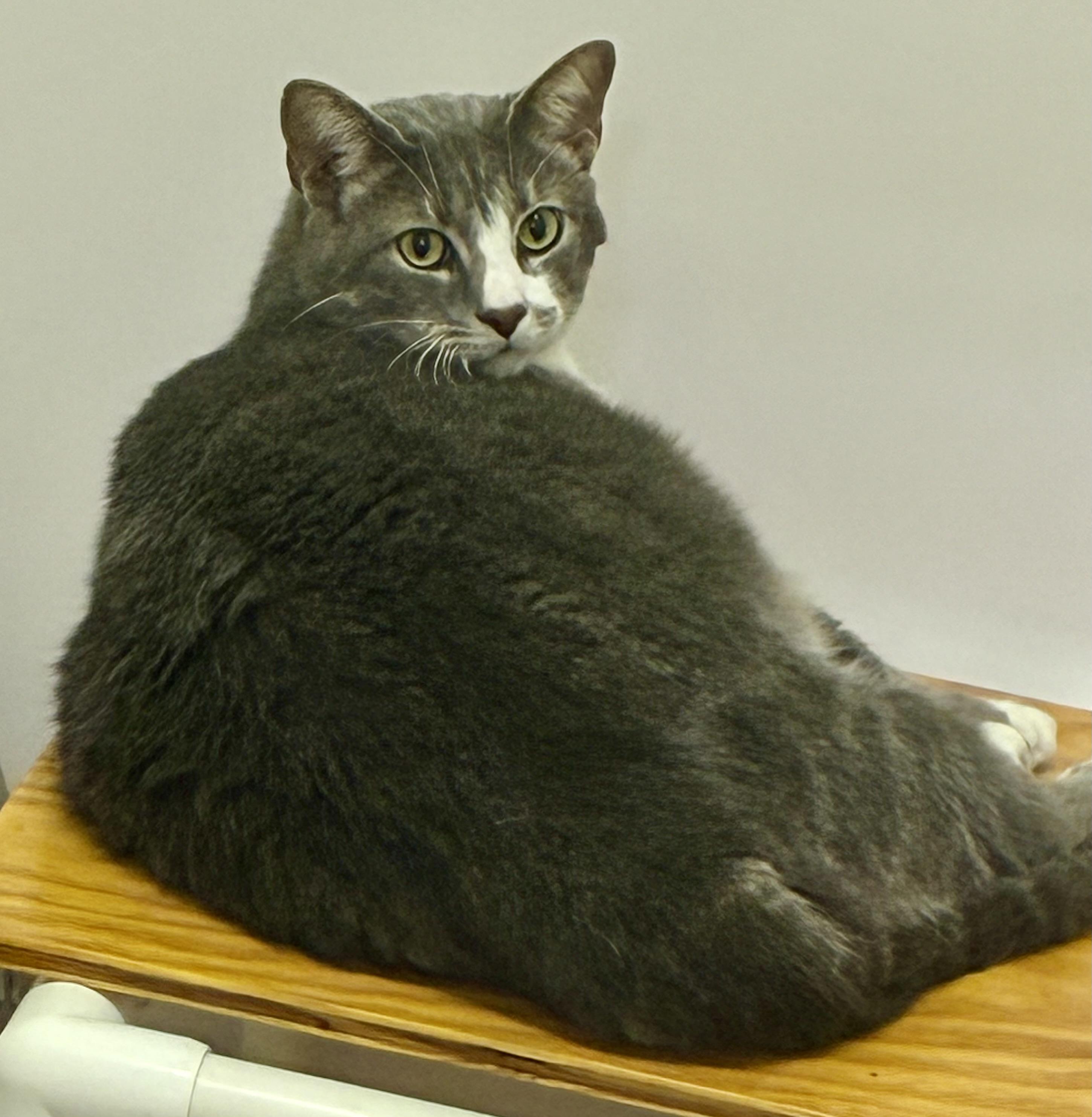 CHARLIE, a ADOPTABLE Domestic Short Hair in Louisa, KY image 1/4