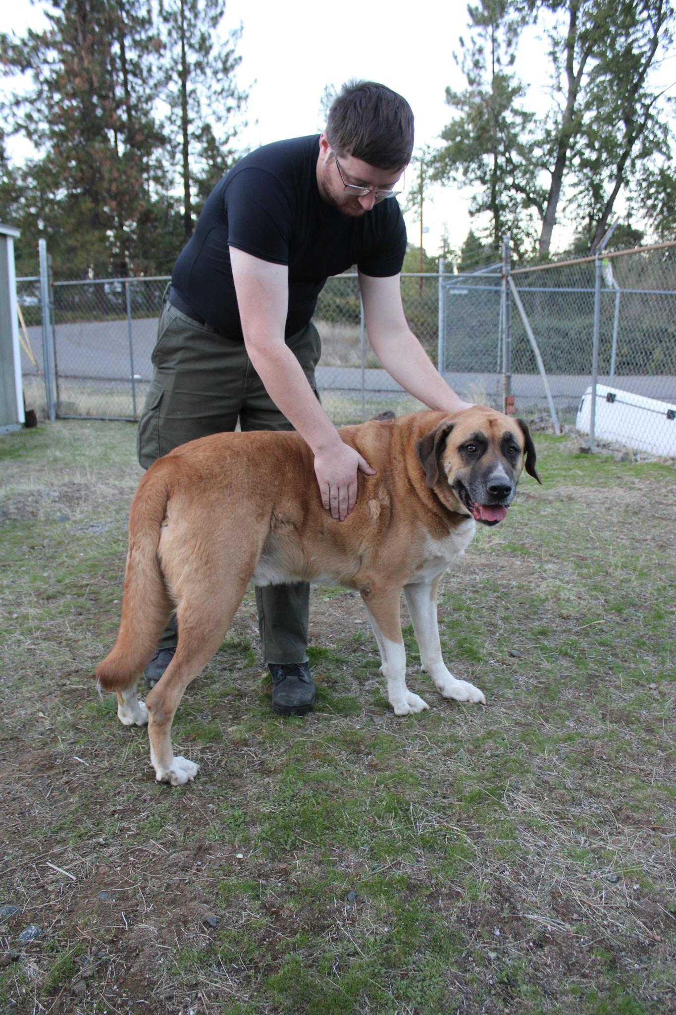 Max, a Adoptable mixed breed in Weaverville, CA image 2/4