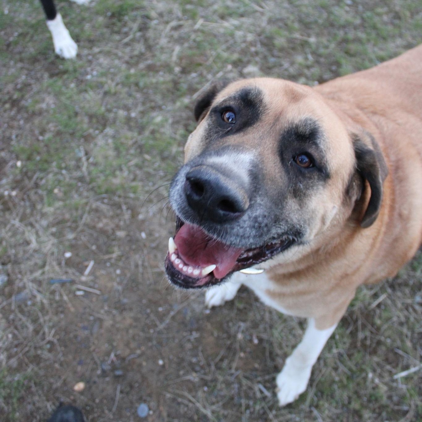 Max, a Adoptable mixed breed in Weaverville, CA image 3/4