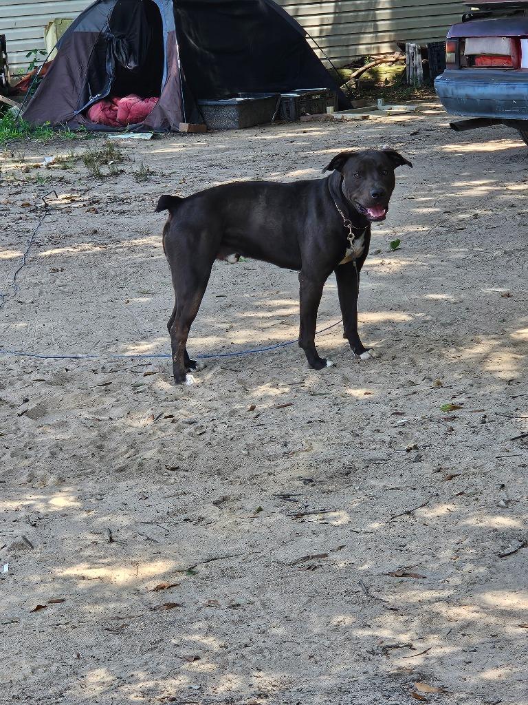 Enlarge 2025-07-102 *Cooper*, a Adoptable Pit Bull Terrier in Winder, GA image 1/2