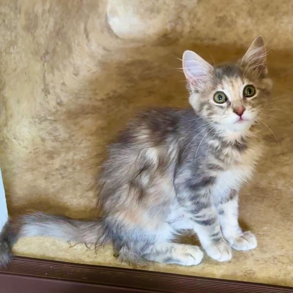 Feather 🪶, Adoptable, Kitten Female Domestic Long Hair.
