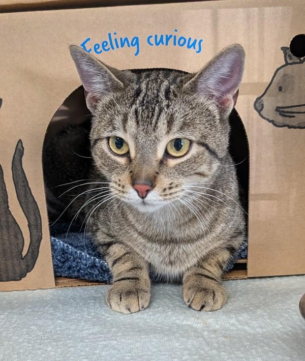 Wilma, Adoptable, Young Female Domestic Short Hair.