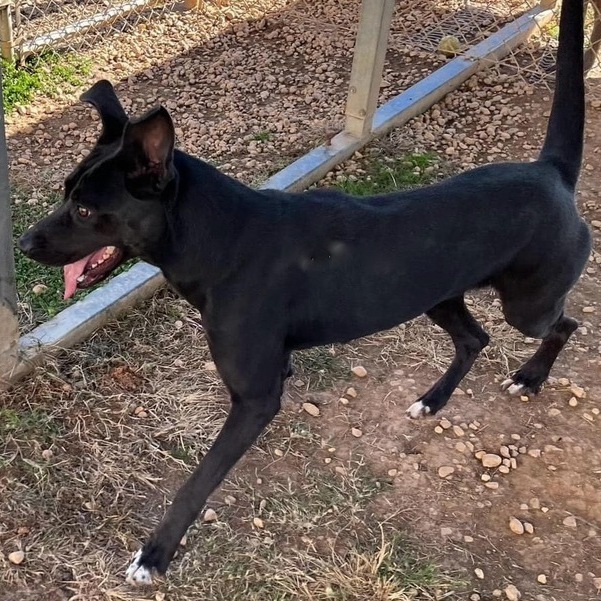 Rebekah, an adoptable Mixed Breed in Dover, PA_image-1