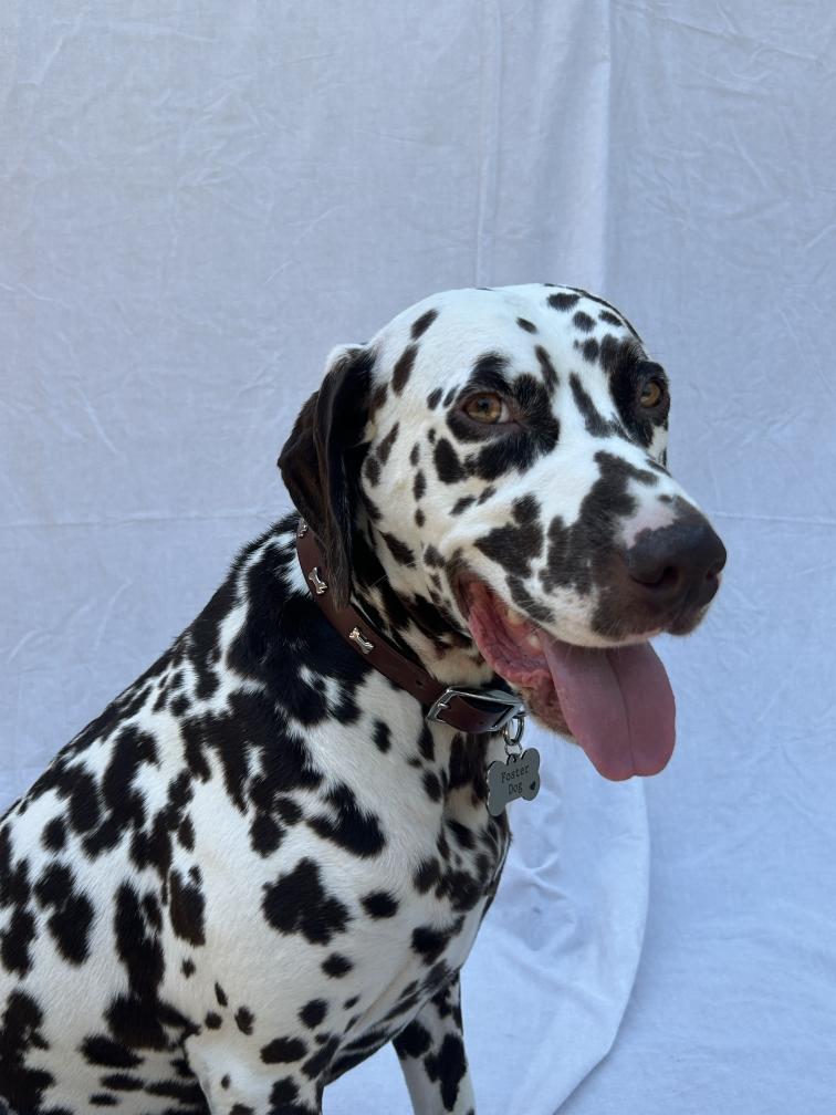 Otis-Peoria, AZ, a Adoptable Dalmatian image 2/6