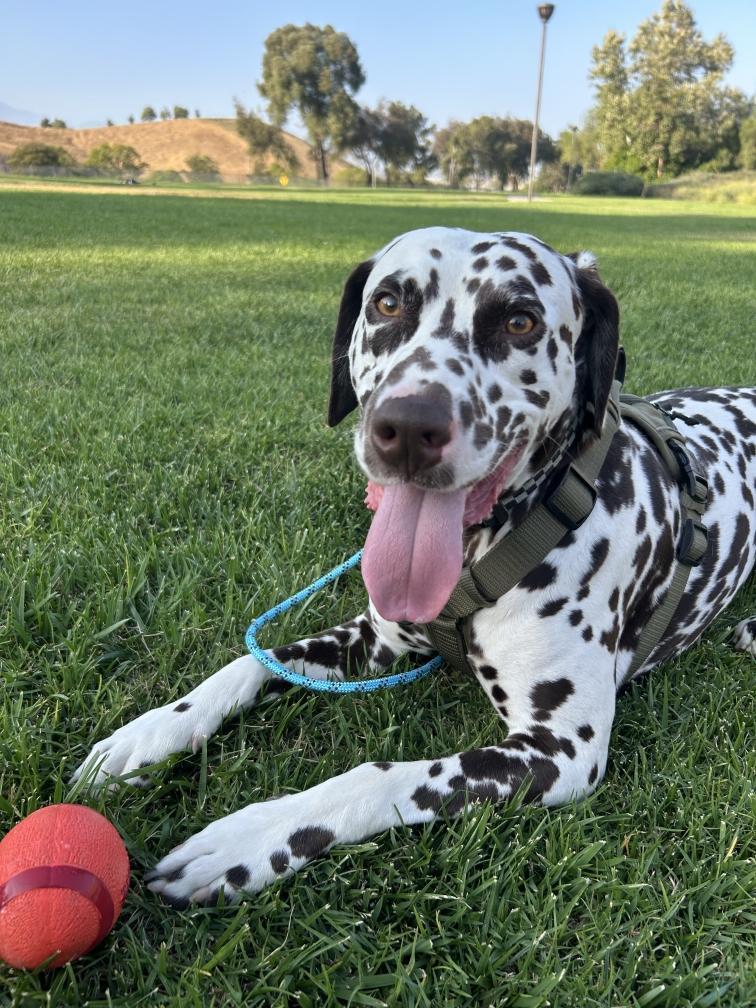 Otis-Peoria, AZ, a Adoptable Dalmatian image 1/6