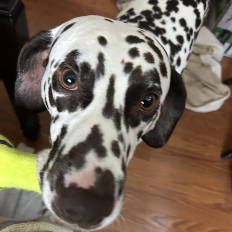 Otis-Peoria, AZ, a Adoptable Dalmatian image 3/6