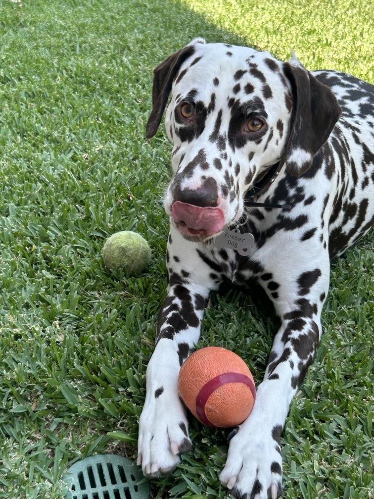 Otis-Peoria, AZ, a Adoptable Dalmatian image 4/6