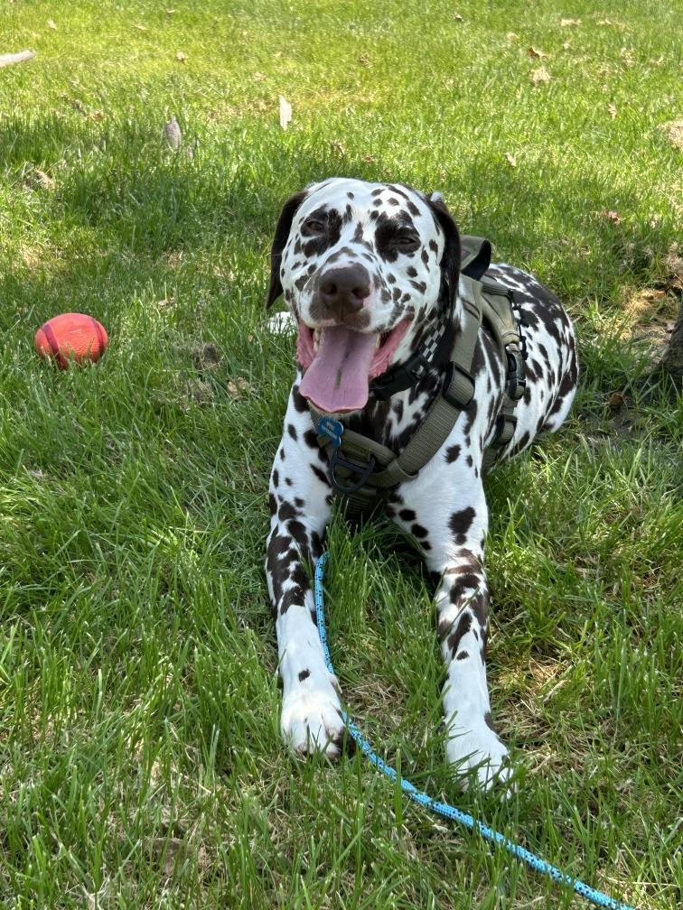 Otis-Peoria, AZ, a Adoptable Dalmatian image 5/6