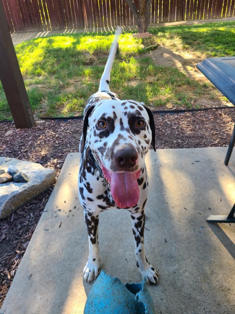 Otis-Peoria, AZ, a Adoptable Dalmatian image 6/6