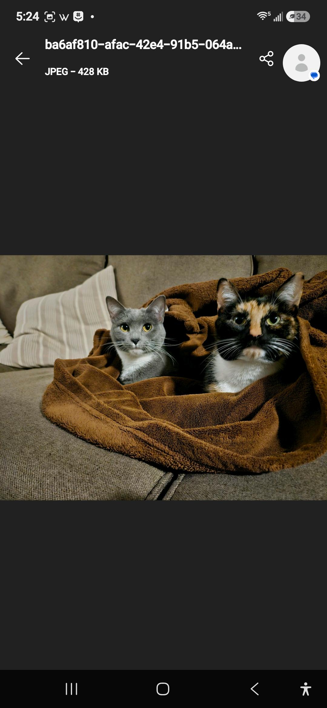 Enlarge Fren and Gnocchi, a Adoptable mixed breed in Cincinnati, OH image 4/5
