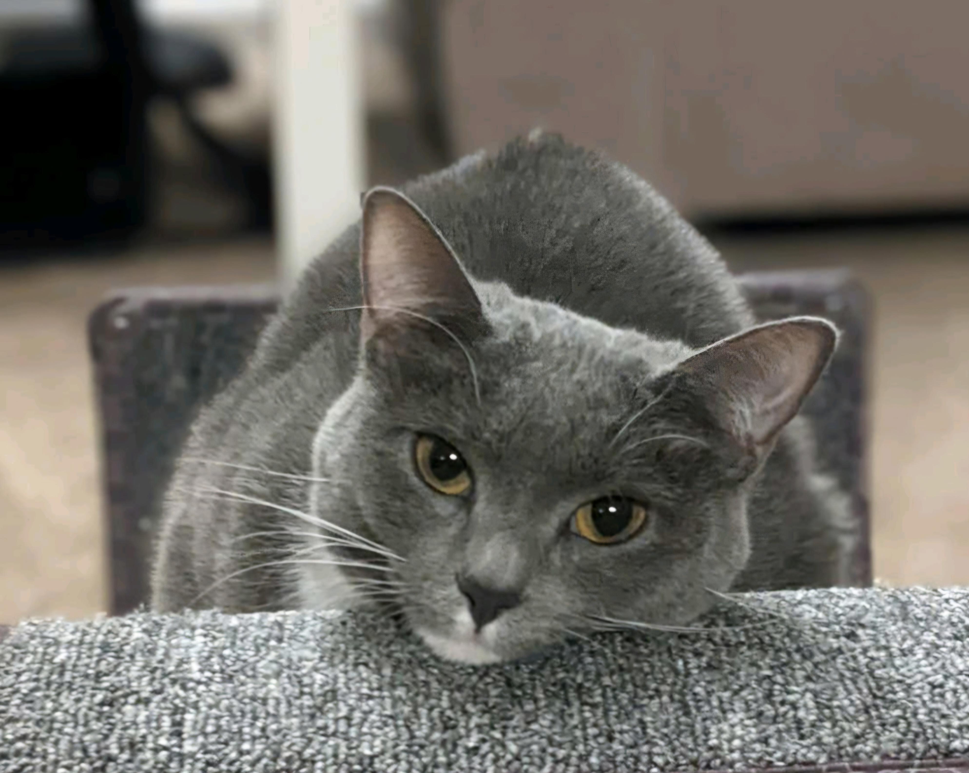 Enlarge Fren and Gnocchi, a Adoptable mixed breed in Cincinnati, OH image 5/5