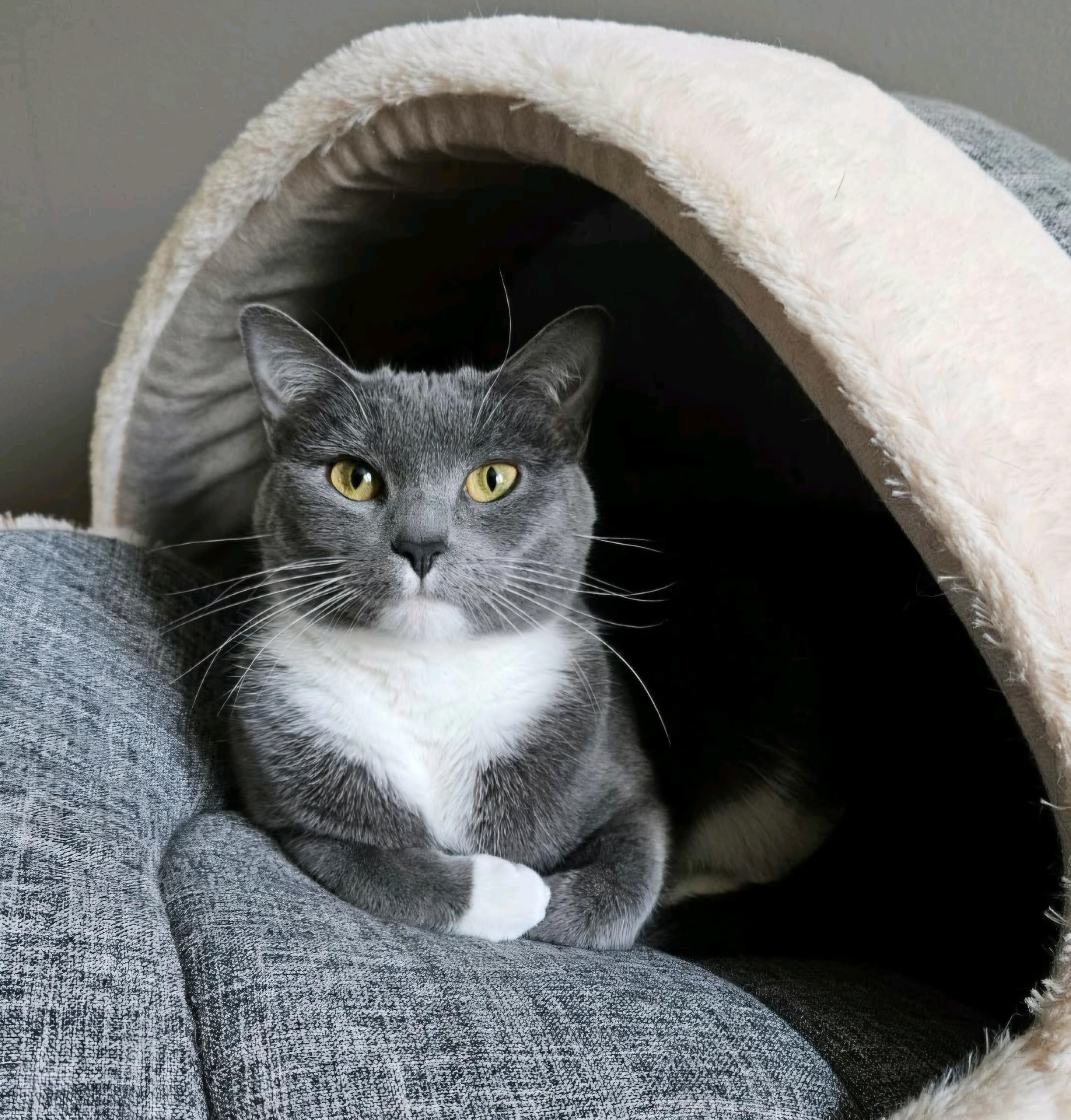 Fren and Gnocchi, Adoptable, Adult Female Russian Blue & Domestic Short Hair.