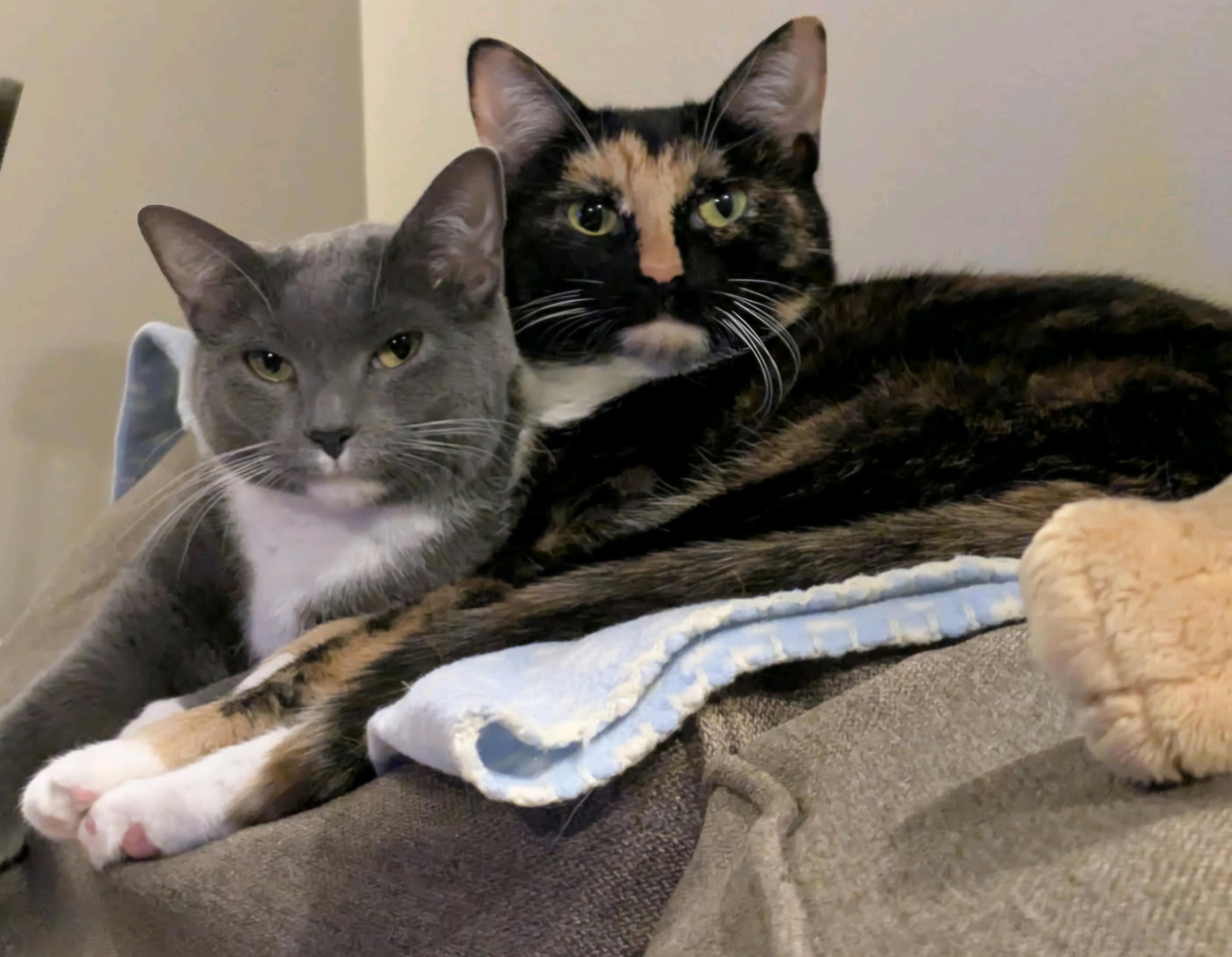 Enlarge Fren and Gnocchi, a Adoptable mixed breed in Cincinnati, OH image 2/5