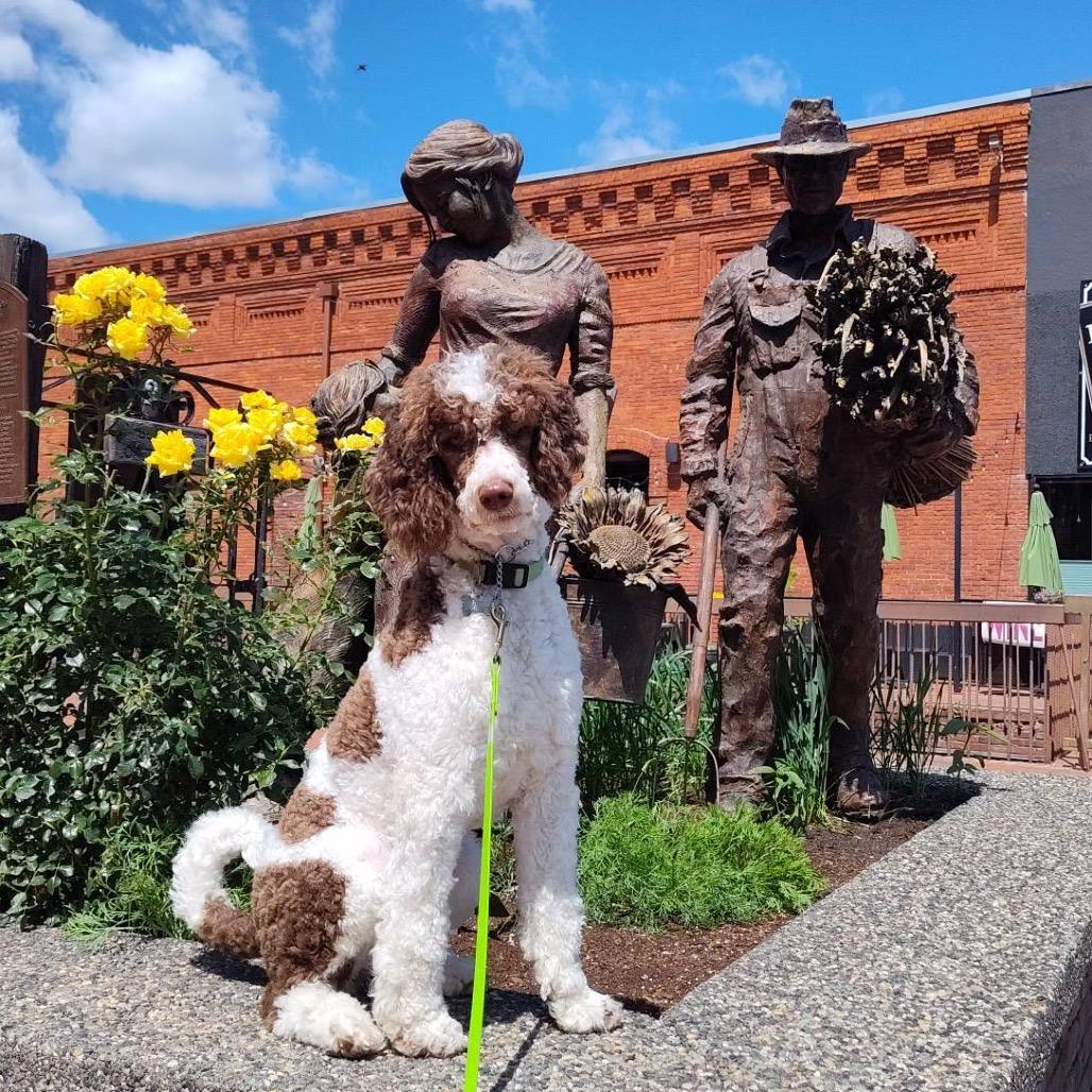 Dolly, a Adoptable Standard Poodle in West Richland, WA image 1/6