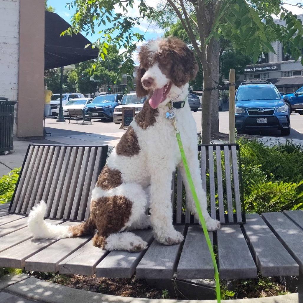 Dolly, a Adoptable Standard Poodle in West Richland, WA image 2/6