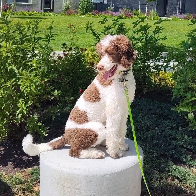 Dolly, a Adoptable Standard Poodle in West Richland, WA image 4/6