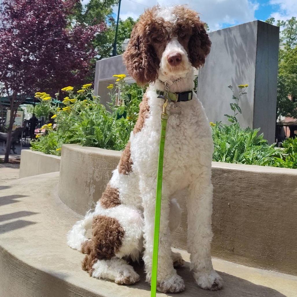 Dolly, a Adoptable Standard Poodle in West Richland, WA image 5/6