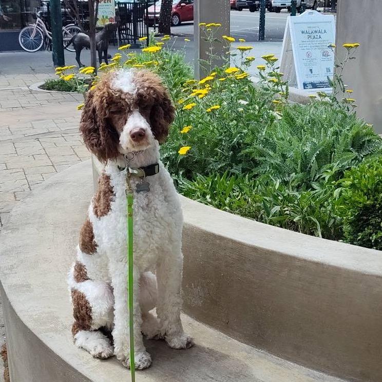 Dolly, a Adoptable Standard Poodle in West Richland, WA image 6/6