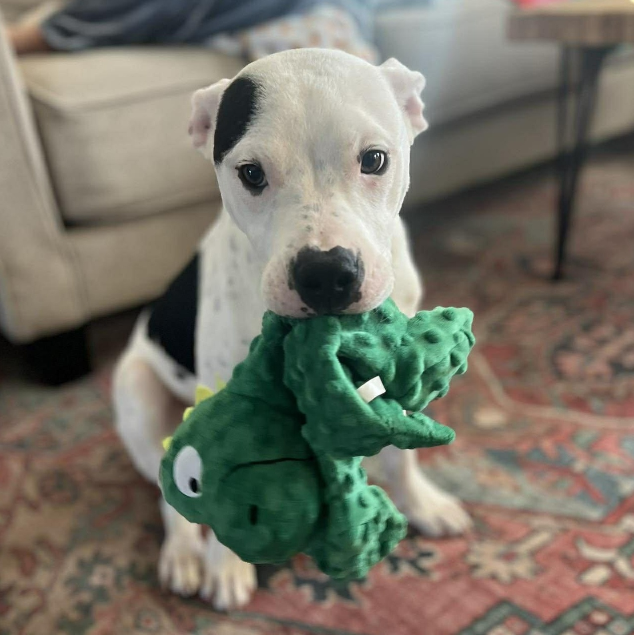 Enlarge Gus, a Adoptable Pit Bull Terrier in Raytown, MO image 1/3