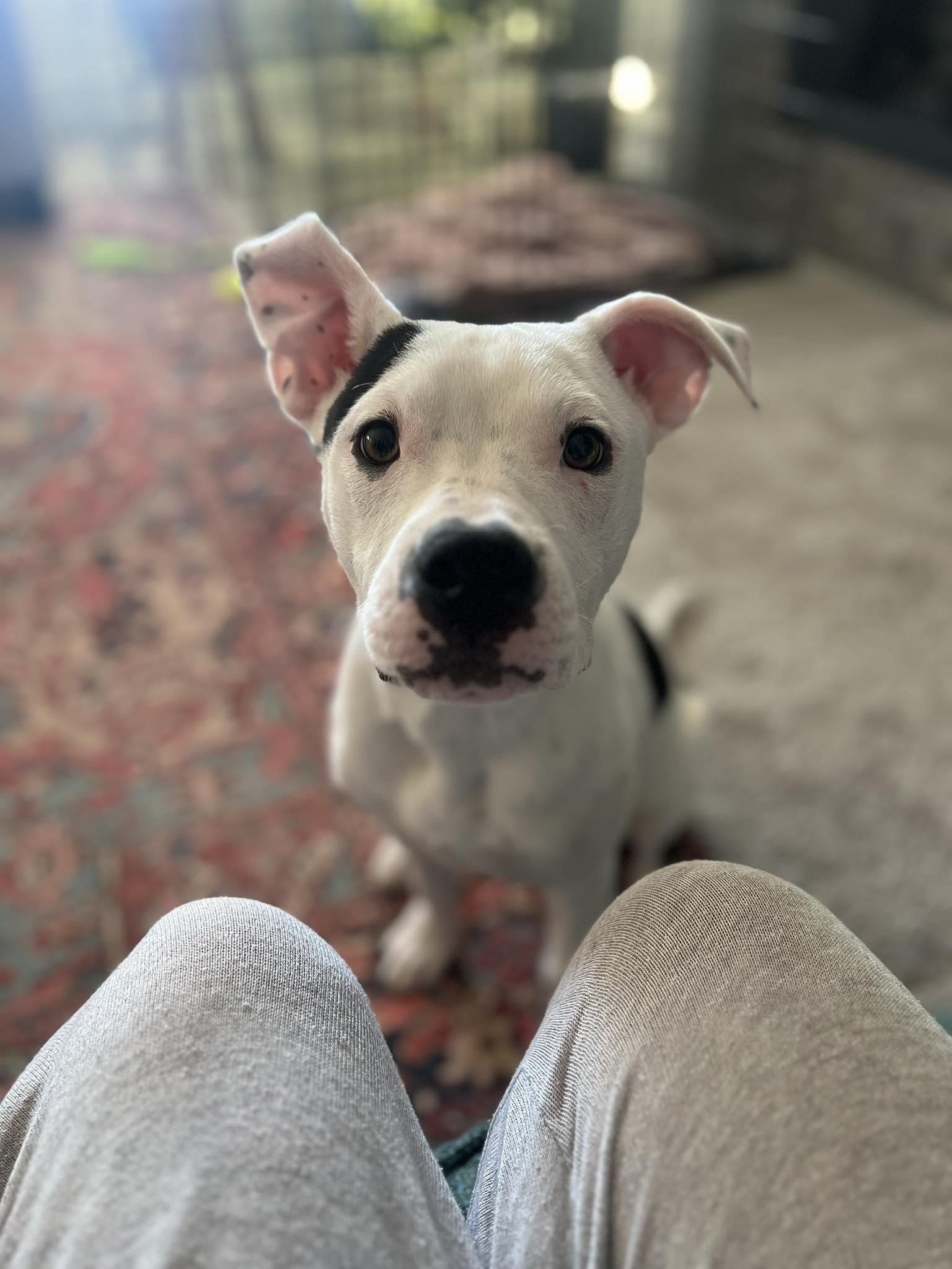 Enlarge Gus, a Adoptable Pit Bull Terrier in Raytown, MO image 2/3