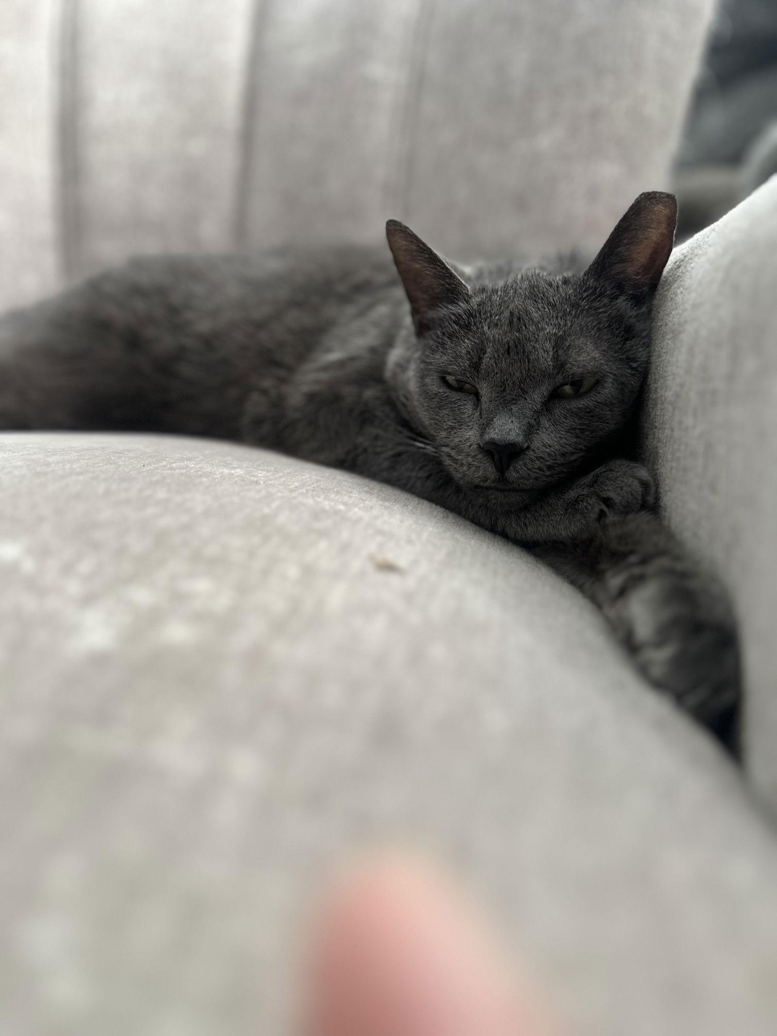 Gwenivere Willow Grove area (FCID# 02/14/2025-101), Adoptable, Adult Female Domestic Short Hair.