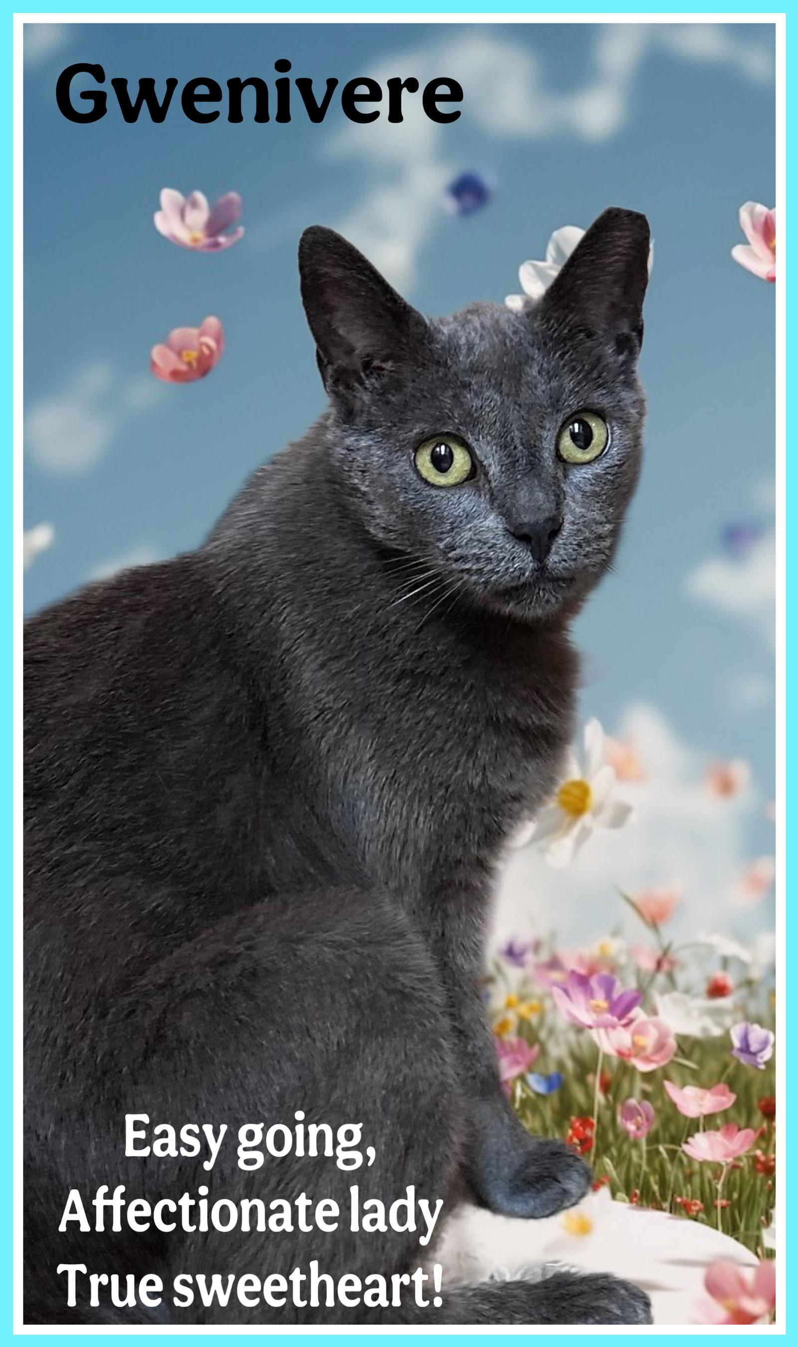 Enlarge Gwenivere Willow Grove area (FCID# 02/14/2025-101), a Adoptable Domestic Short Hair in Willow Grove, PA image 2/4