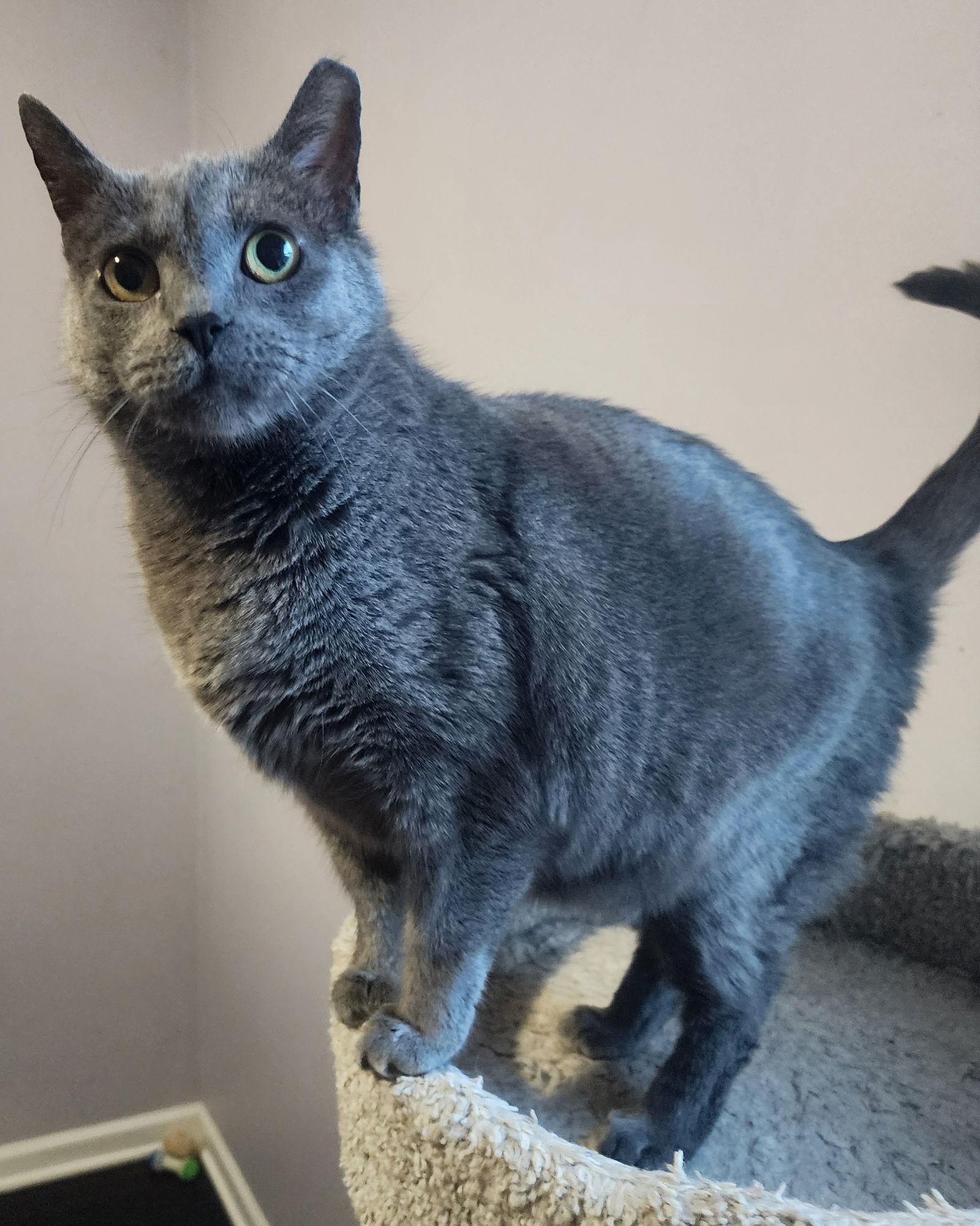 Enlarge Gwenivere Willow Grove area (FCID# 02/14/2025-101), a Adoptable Domestic Short Hair in Willow Grove, PA image 3/4