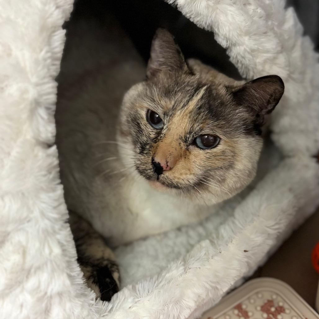 Pearl — thumbnail 3