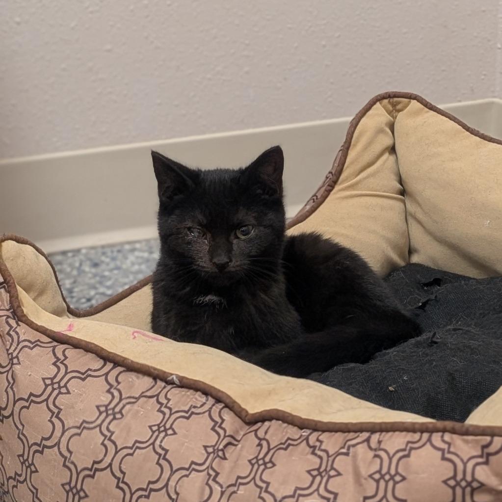 Pumpkin, Adoptable, Kitten Female Domestic Short Hair.