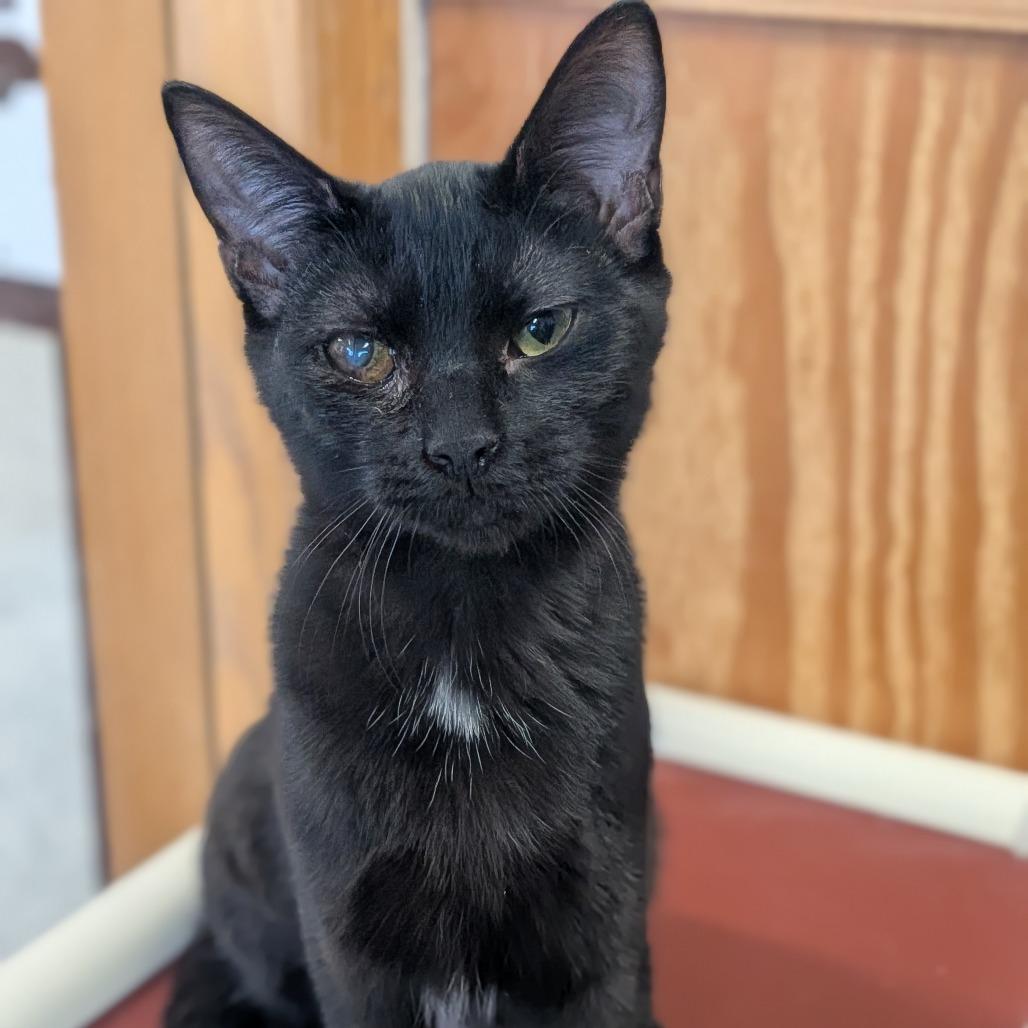 Pumpkin, Adoptable, Kitten Female Domestic Short Hair.