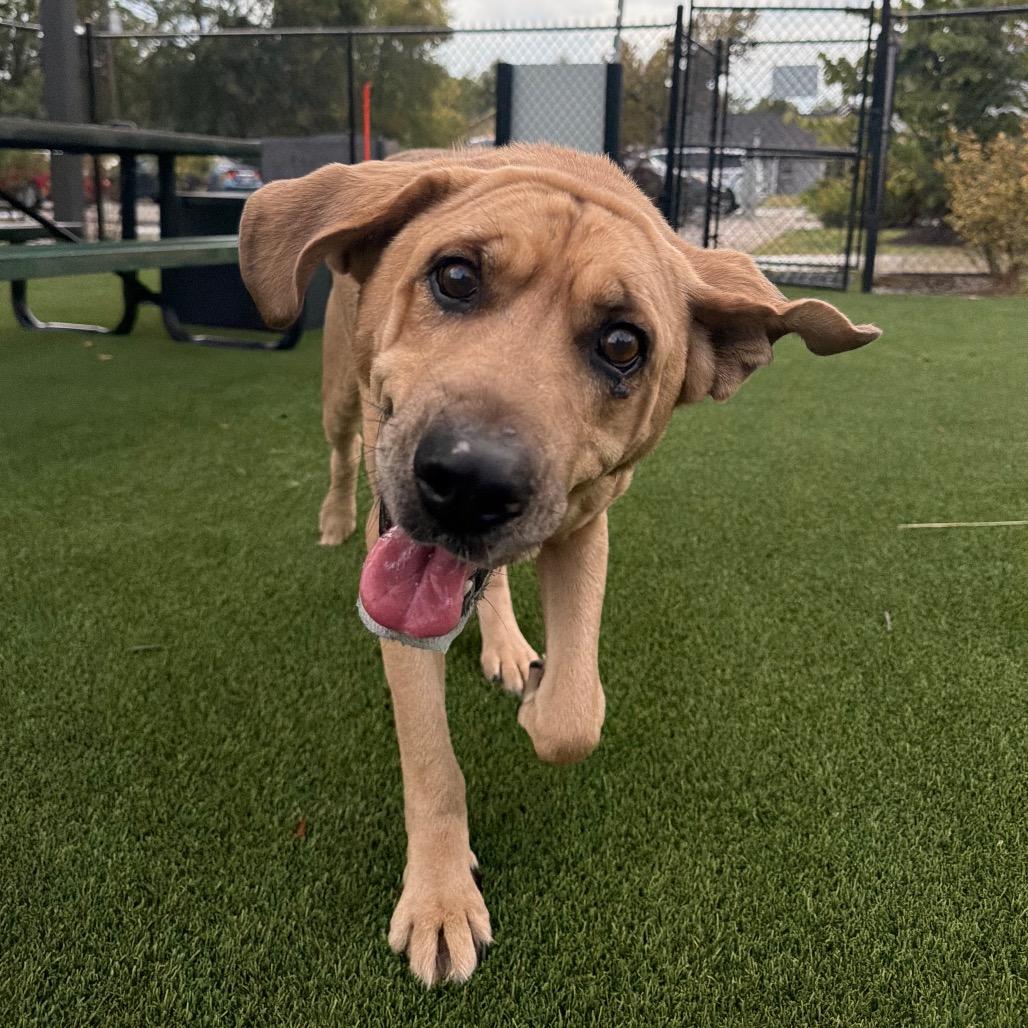 Buddy, Adoptable, Senior Male Mixed Breed & Labrador Retriever.