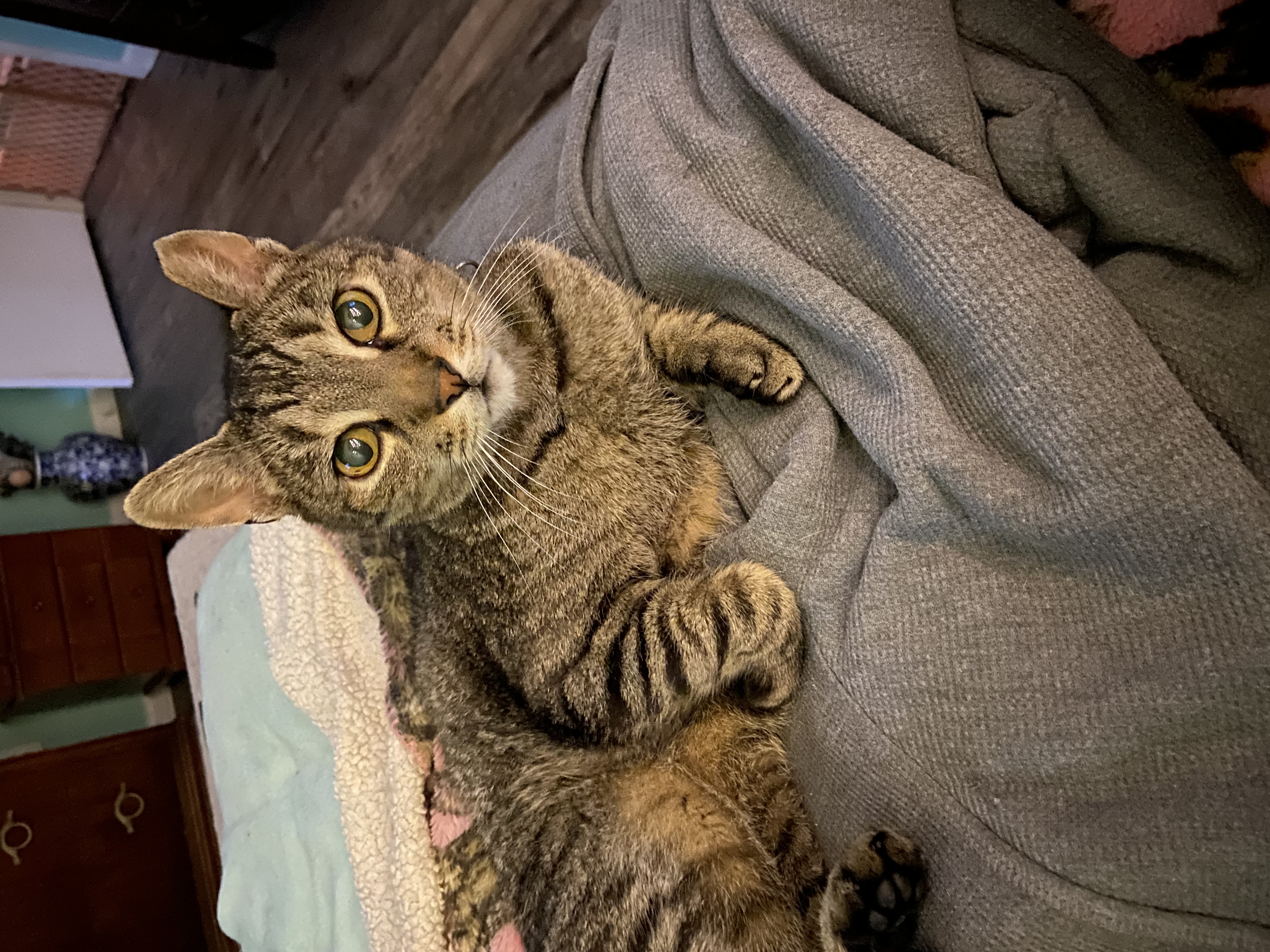 Enlarge ASH!, a Adoptable Domestic Short Hair in Philadelphia, PA image 1/6