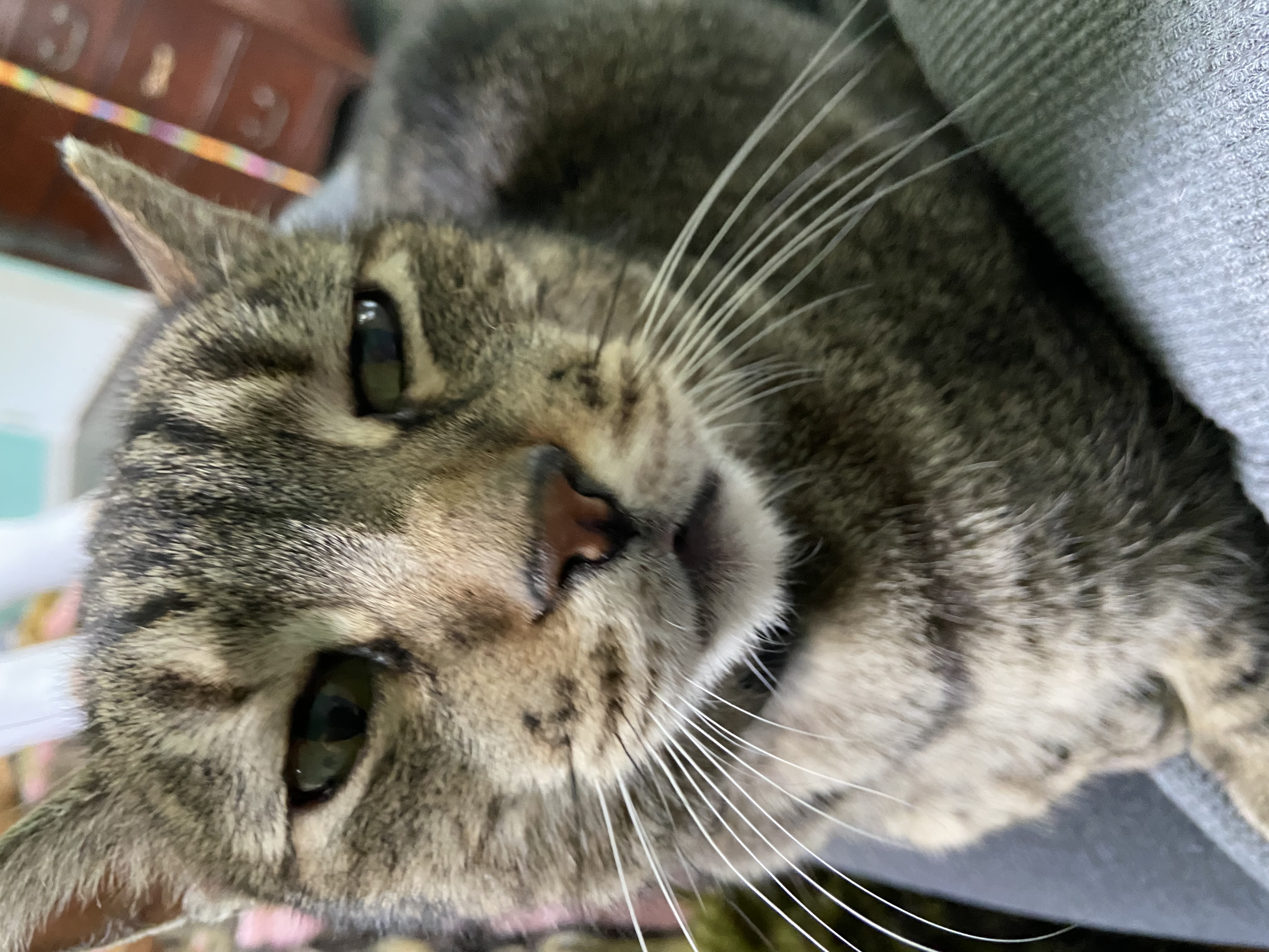 Enlarge ASH!, a Adoptable Domestic Short Hair in Philadelphia, PA image 3/6