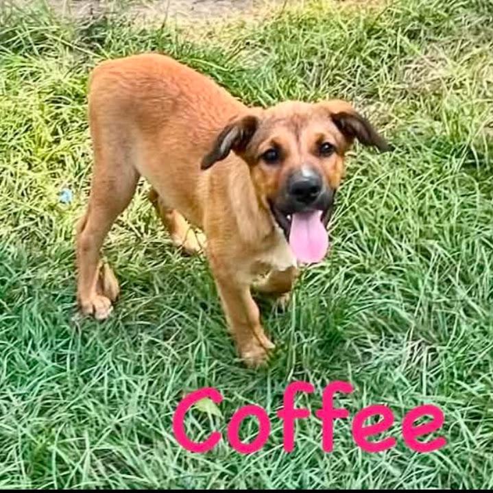 Coffee, ADOPTABLE, Puppy Female Shepherd & Labrador Retriever.