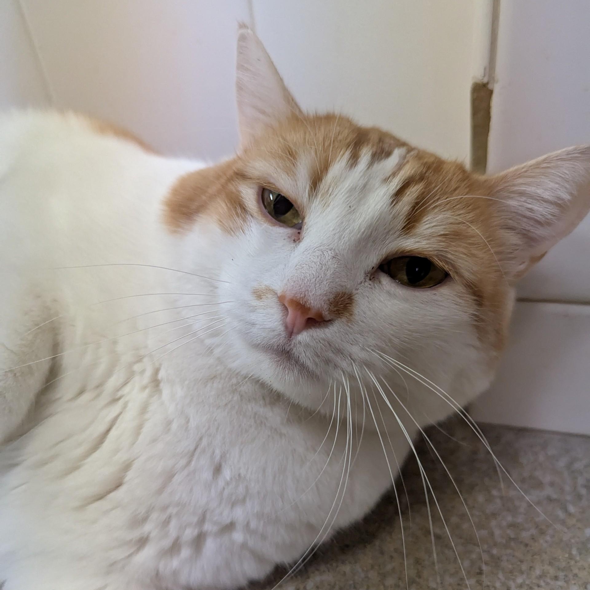 Enlarge Charlie, a Adoptable mixed breed in Valley Falls, KS image 2/2