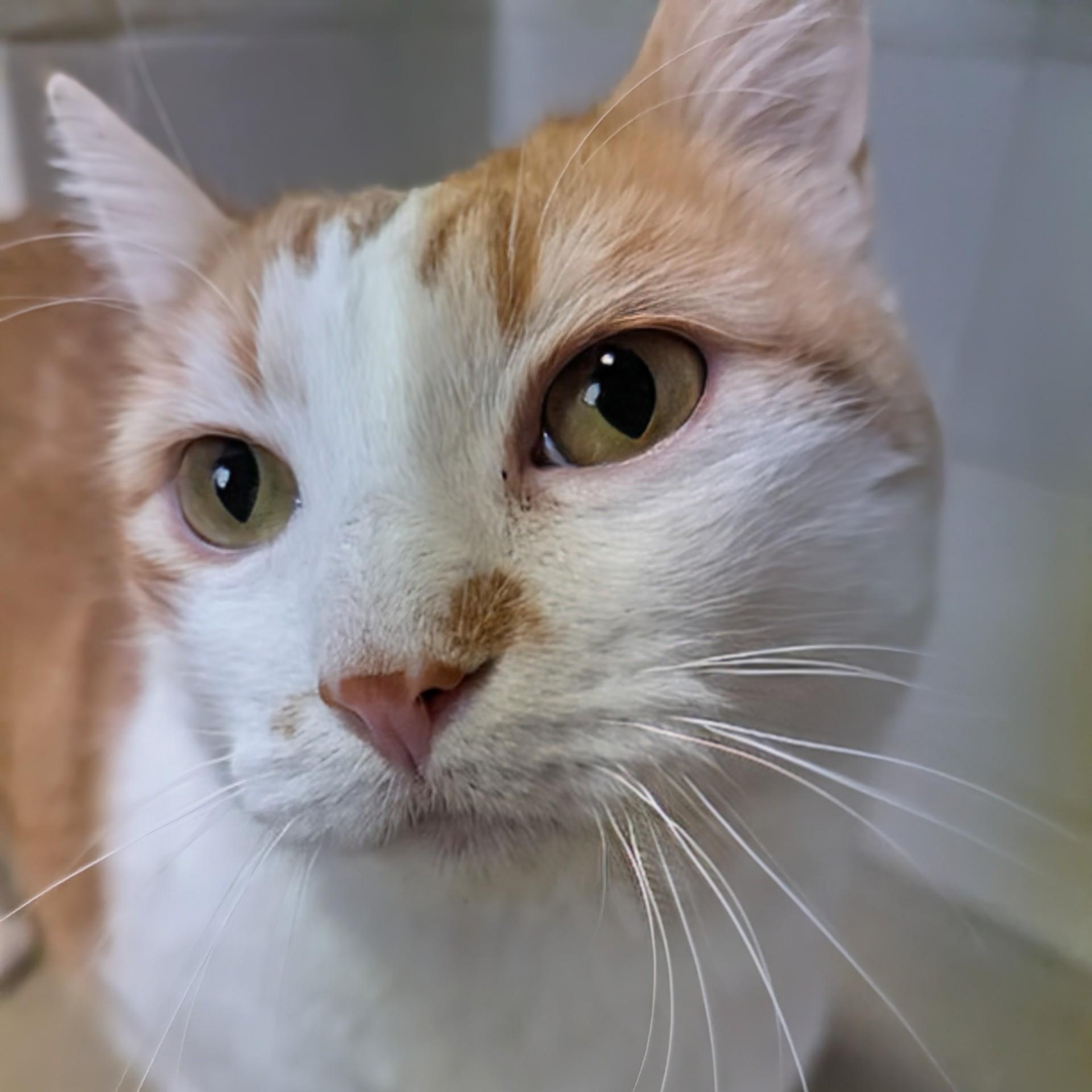 Charlie, Adoptable, Senior Male Domestic Short Hair.