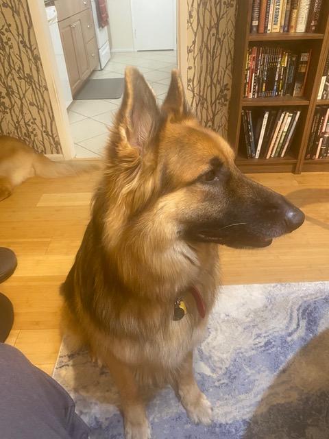 Kuzco (Courtesy Listing), Adult Male unknown