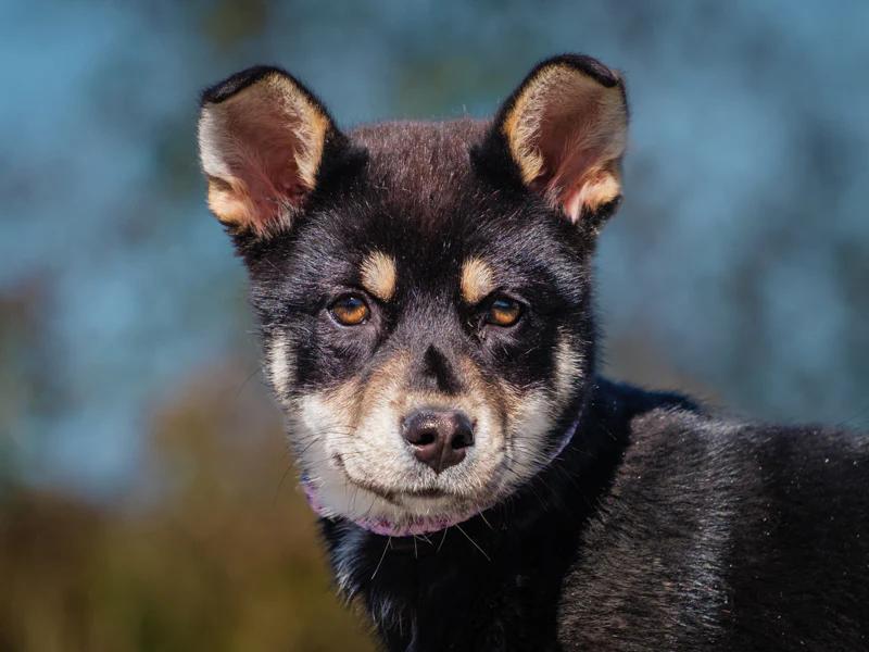 FP, Adoptable, Young Female Shepherd & Labrador Retriever.