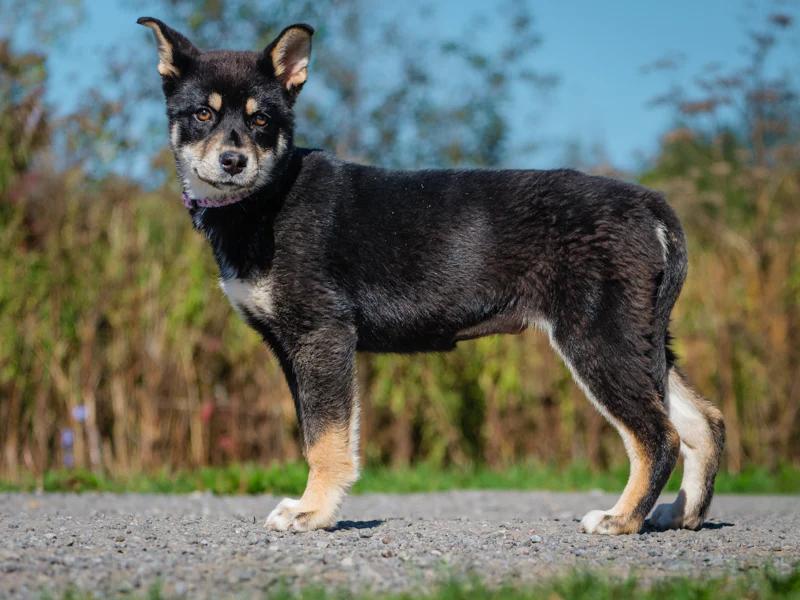 FP, a Adoptable mixed breed in Pointe-Fortune, QC image 2/4